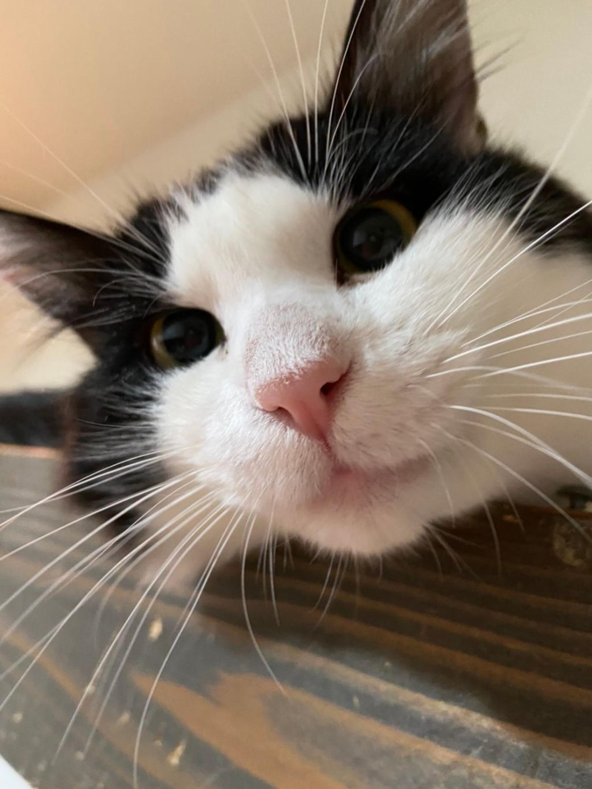 pet-image-2