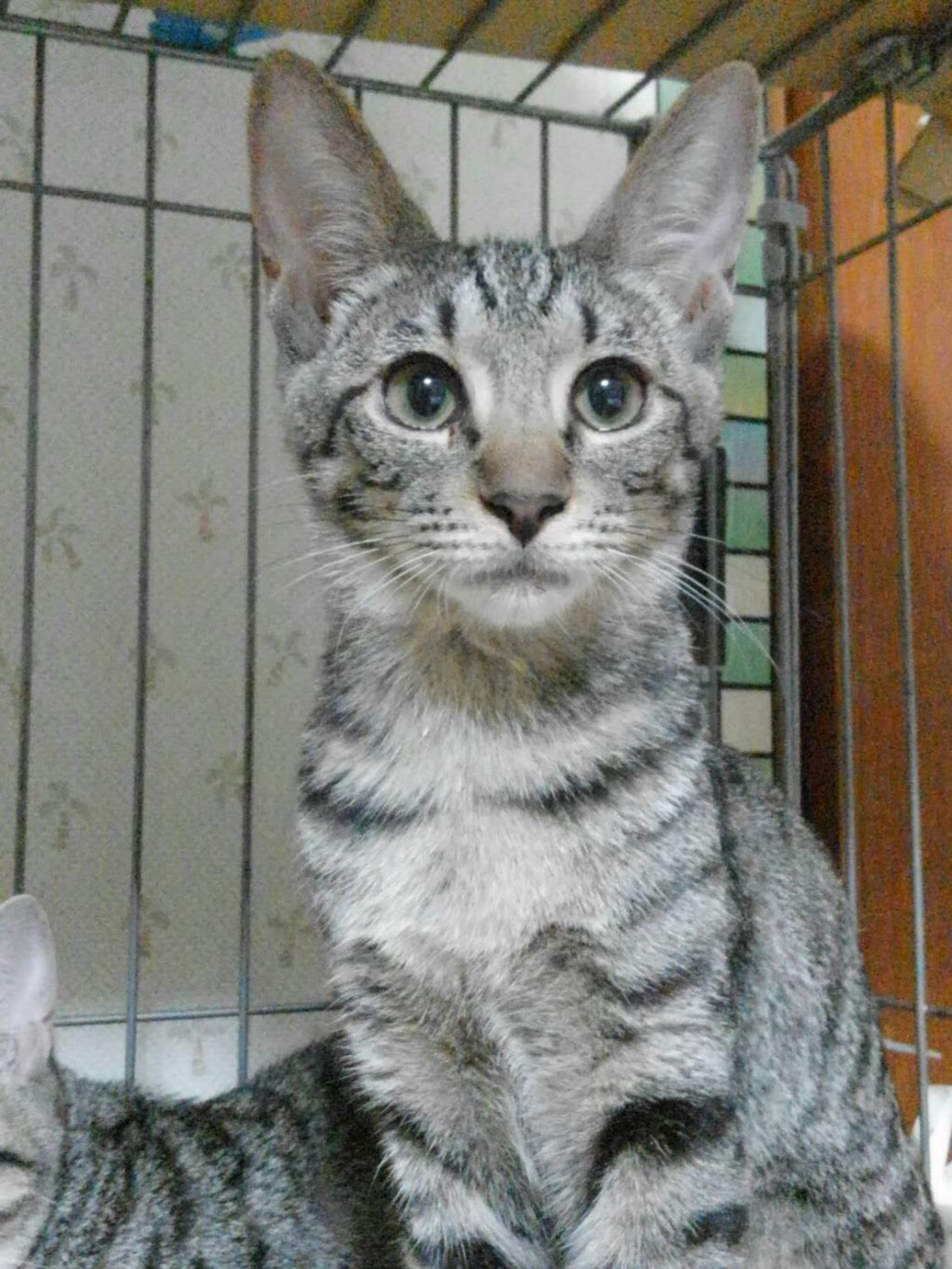 雑種（ミックス猫）・メスの里親募集の写真