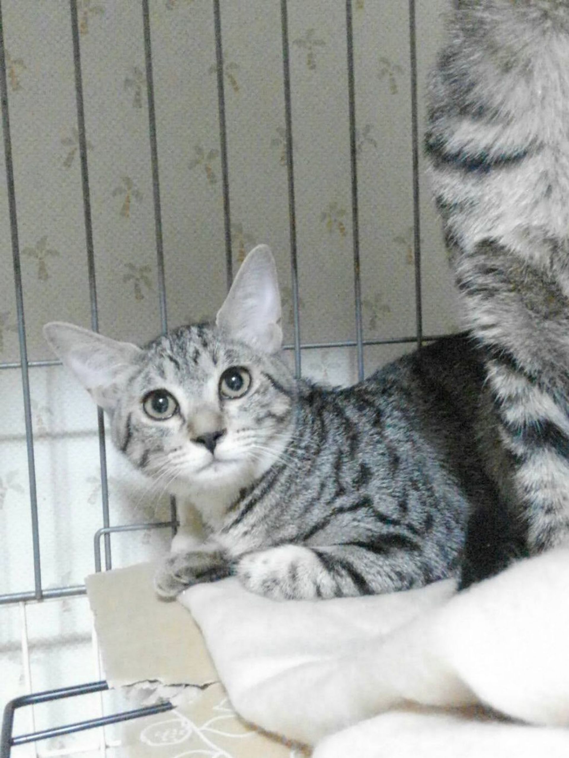 雑種（ミックス猫）・メスの里親募集の写真