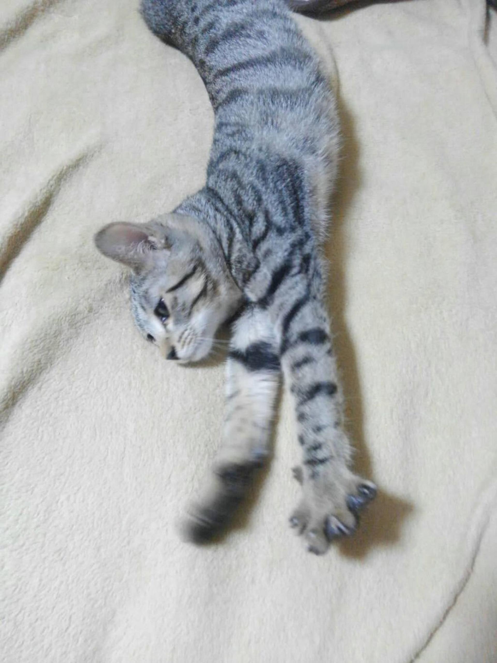 pet-image-3