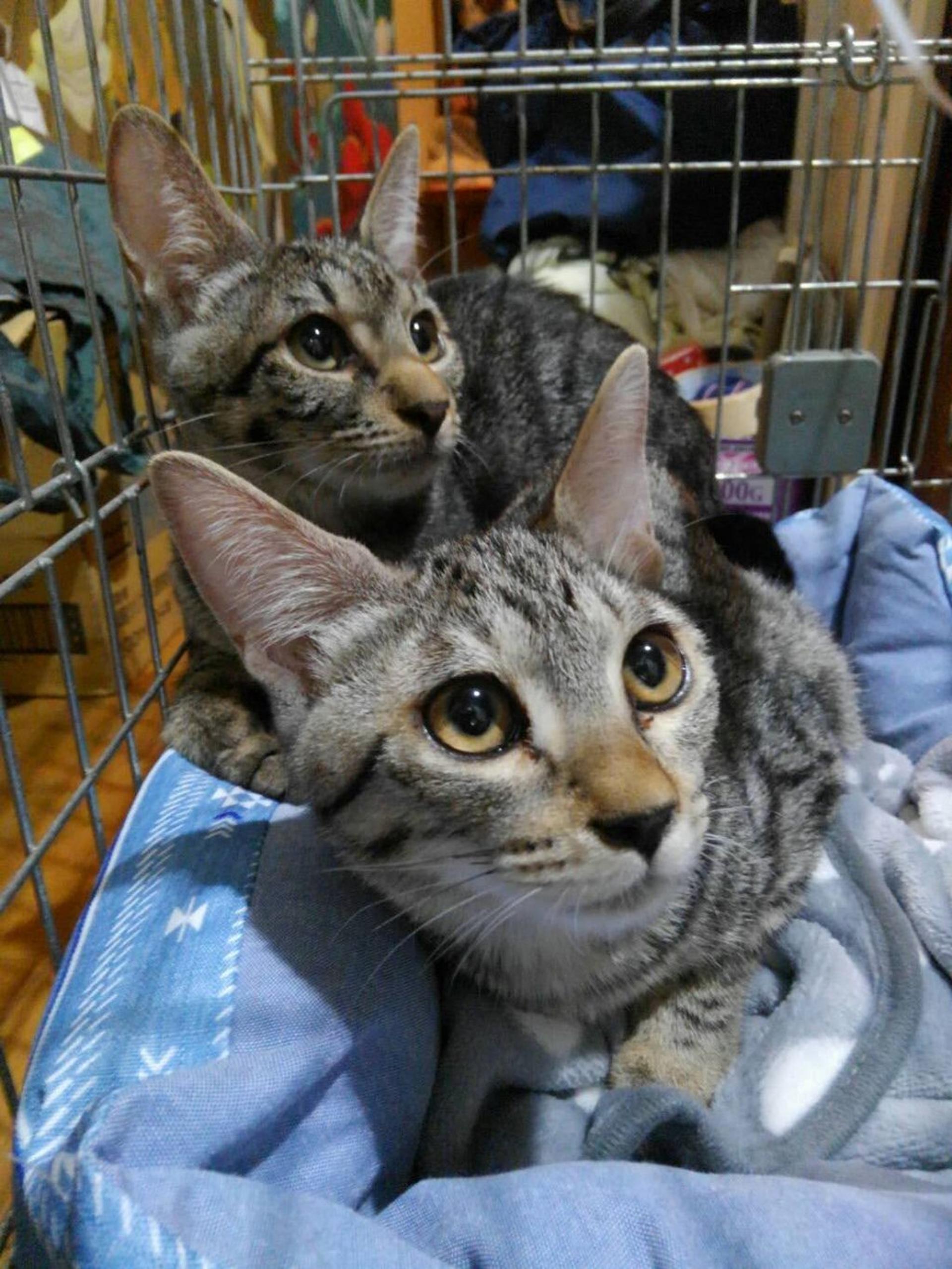 pet-image-4