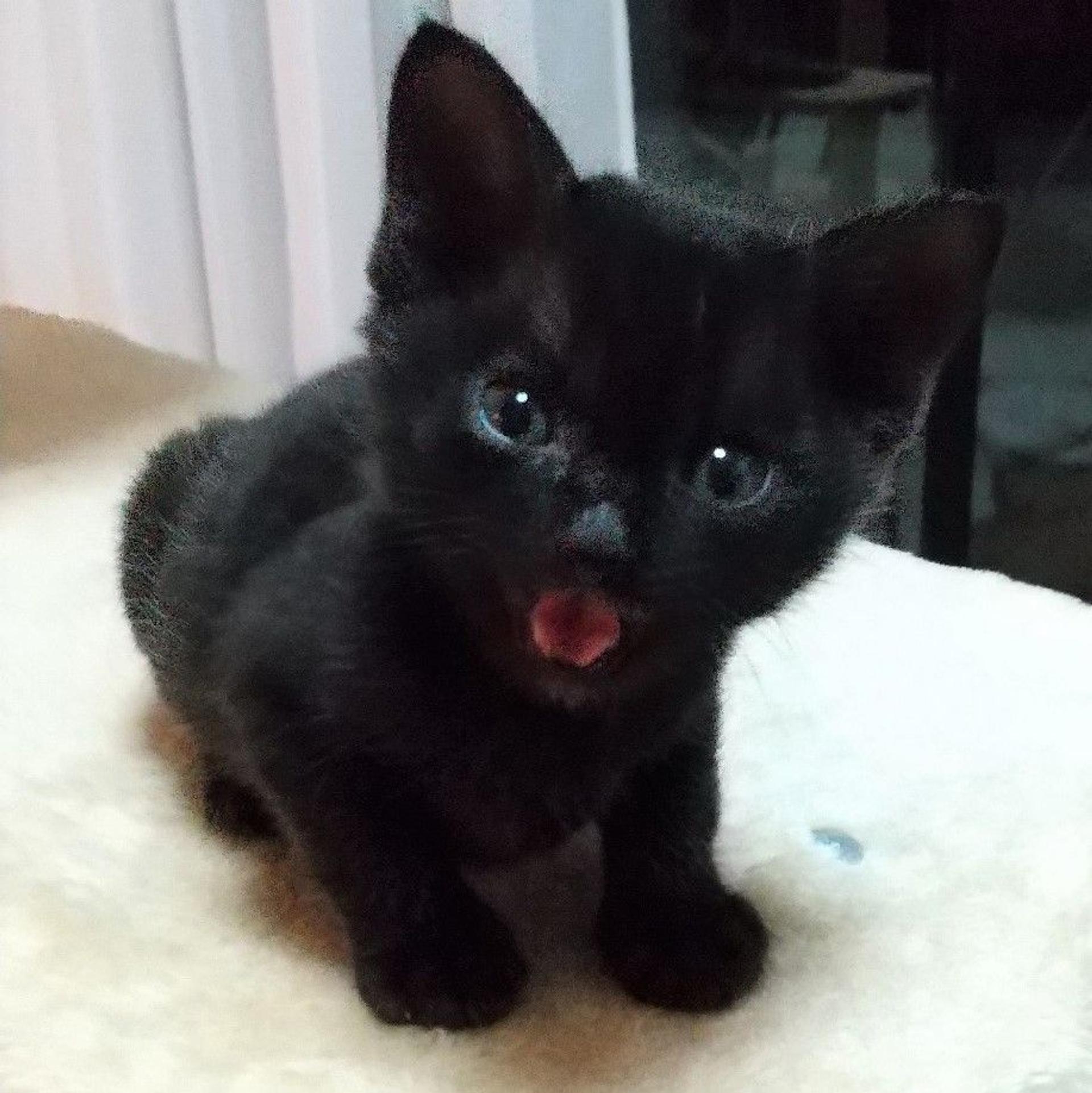 pet-image-2