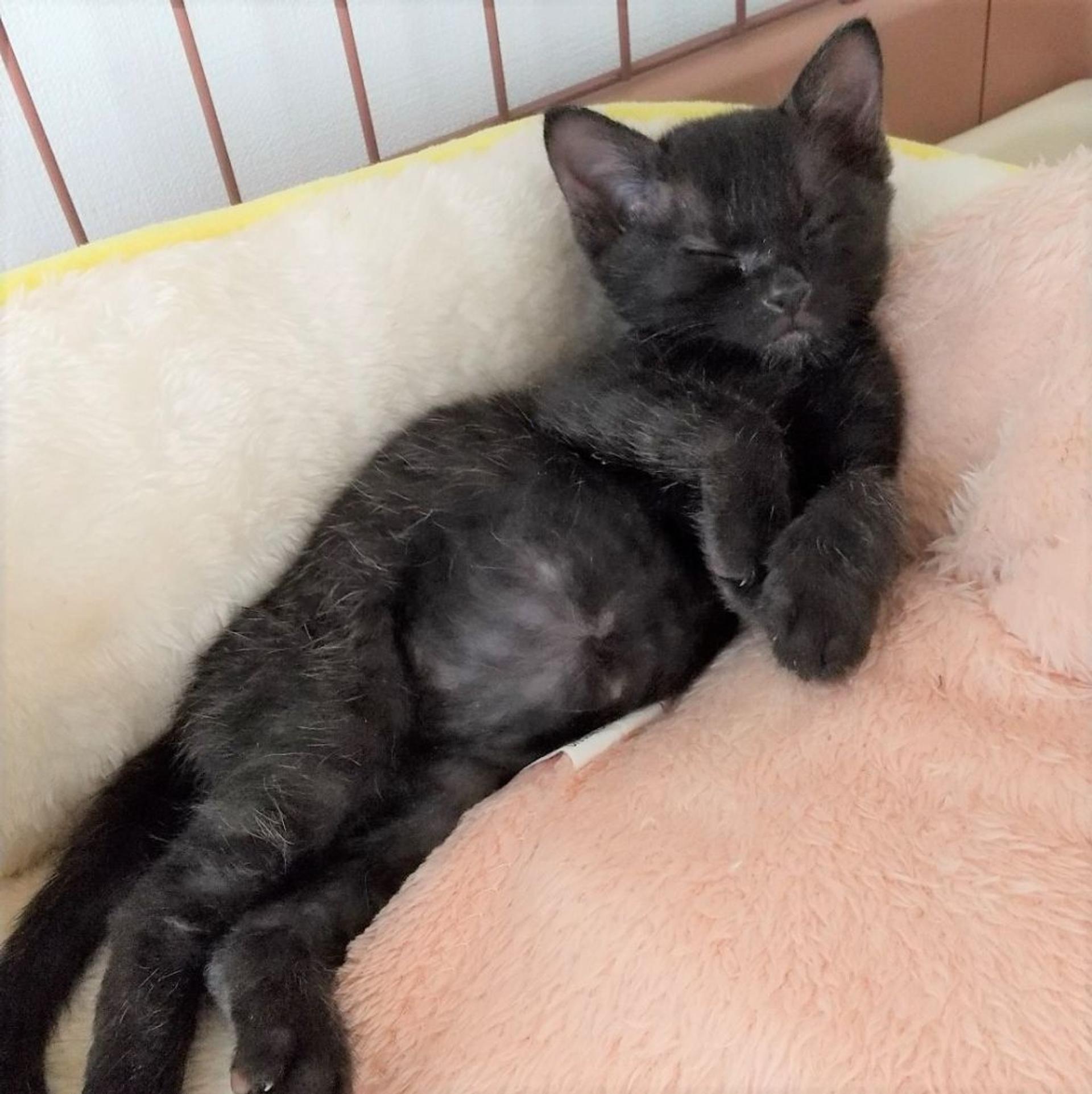 pet-image-4