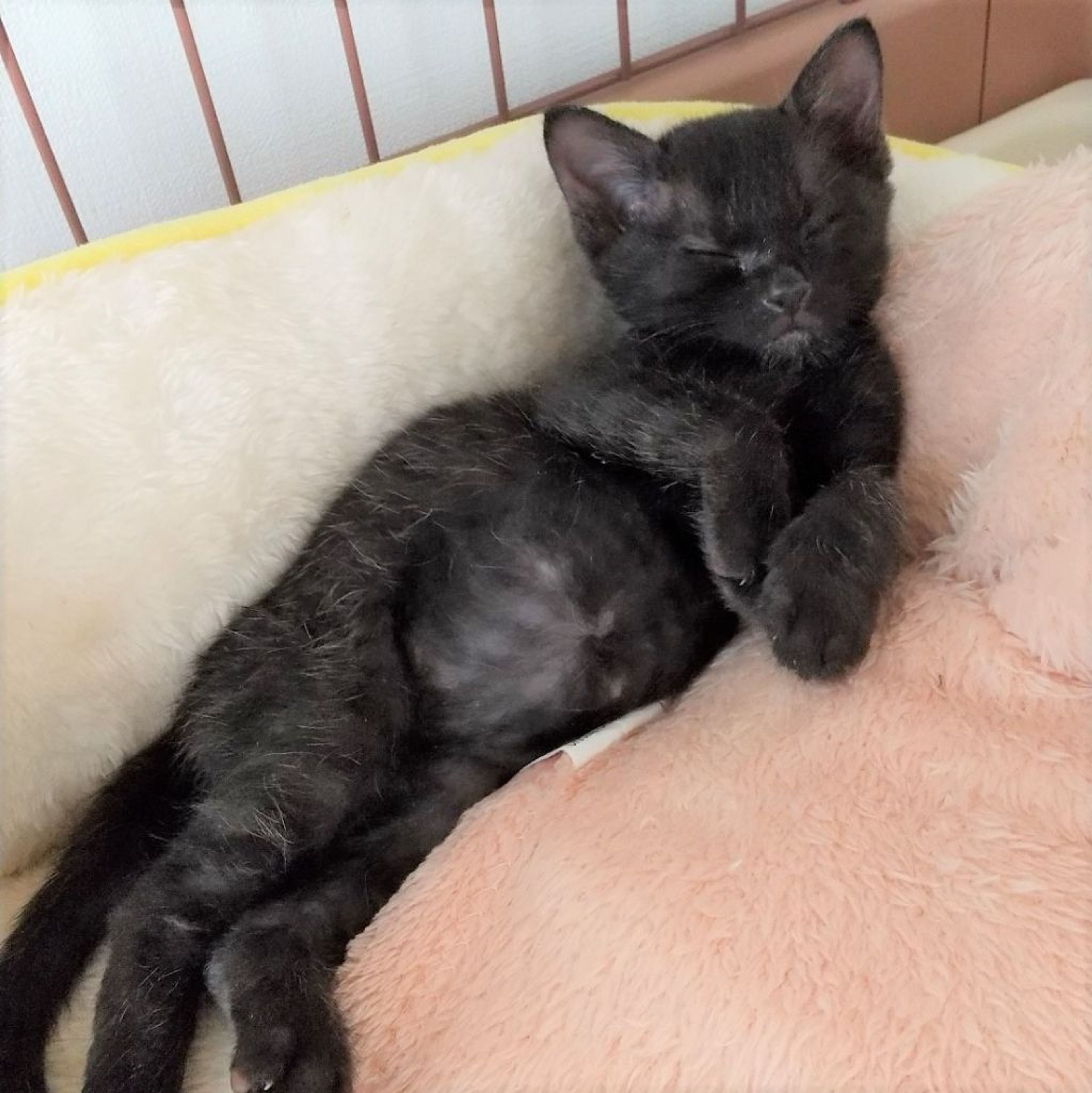 pet-image-4