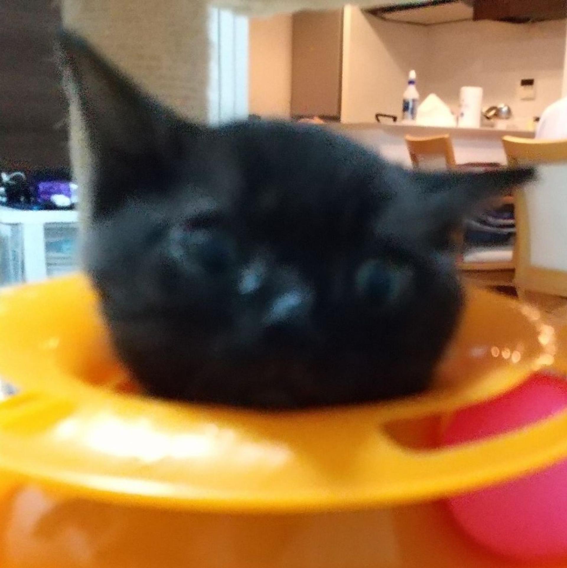 pet-image-5