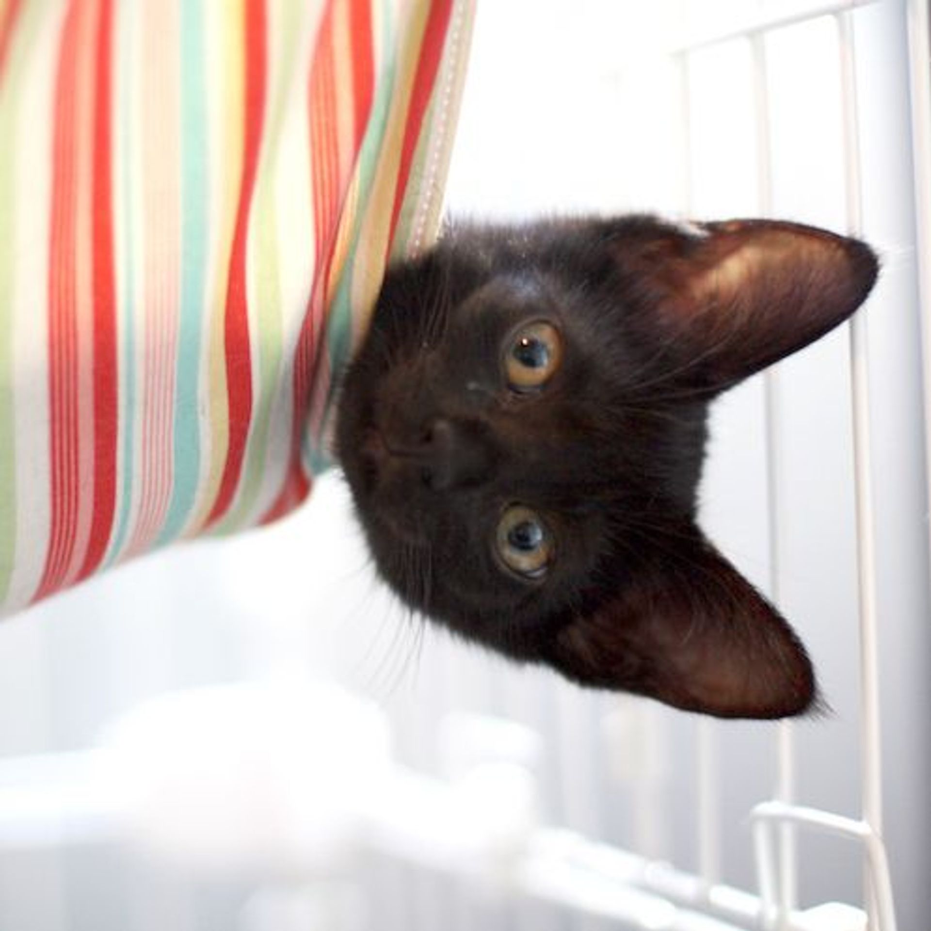 雑種（ミックス猫）・メスの里親募集の写真