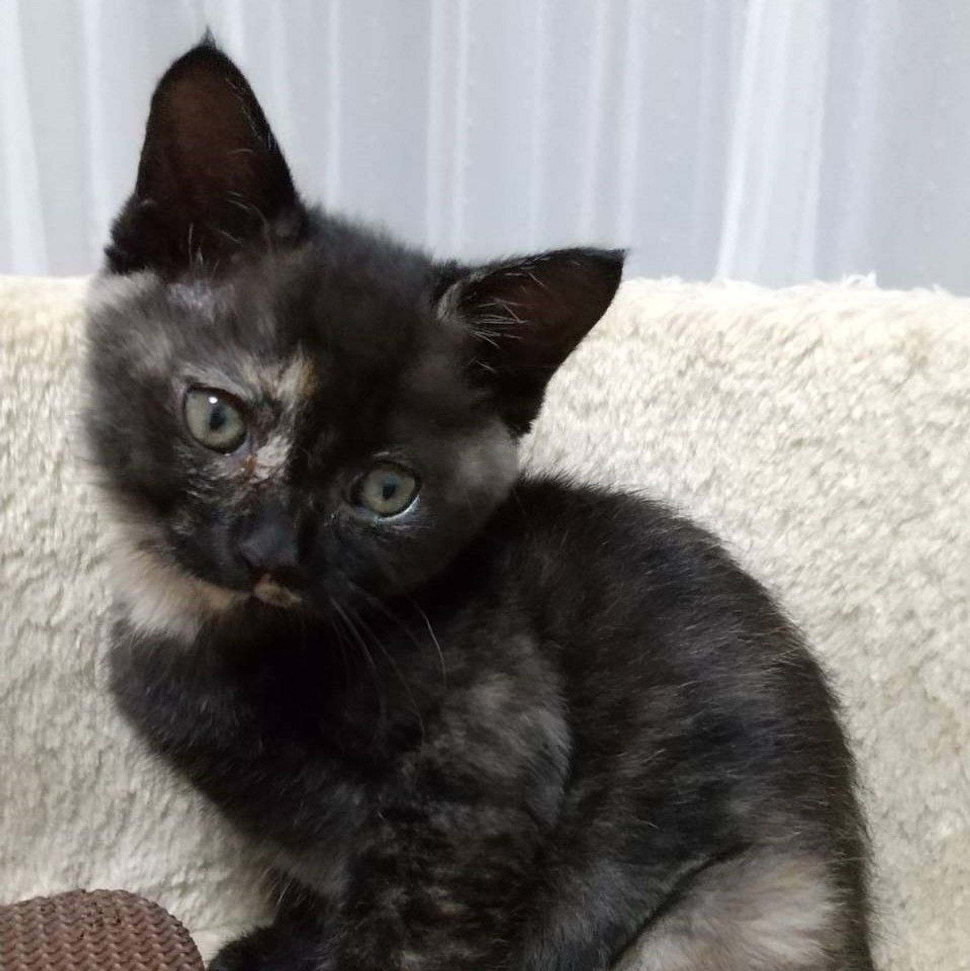 雑種（ミックス猫）・メスの里親募集の写真