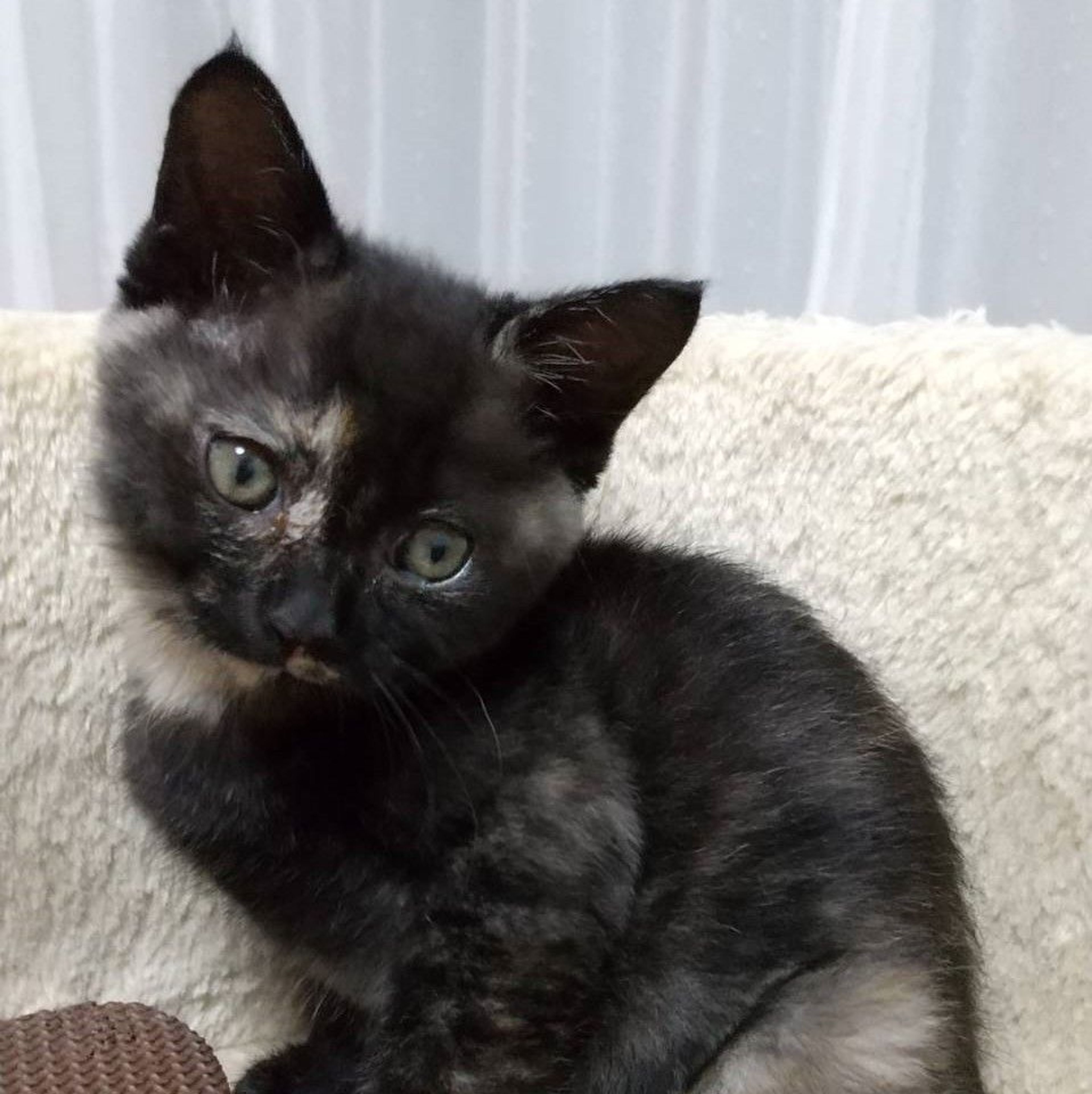 雑種（ミックス猫）・メスの里親募集の写真
