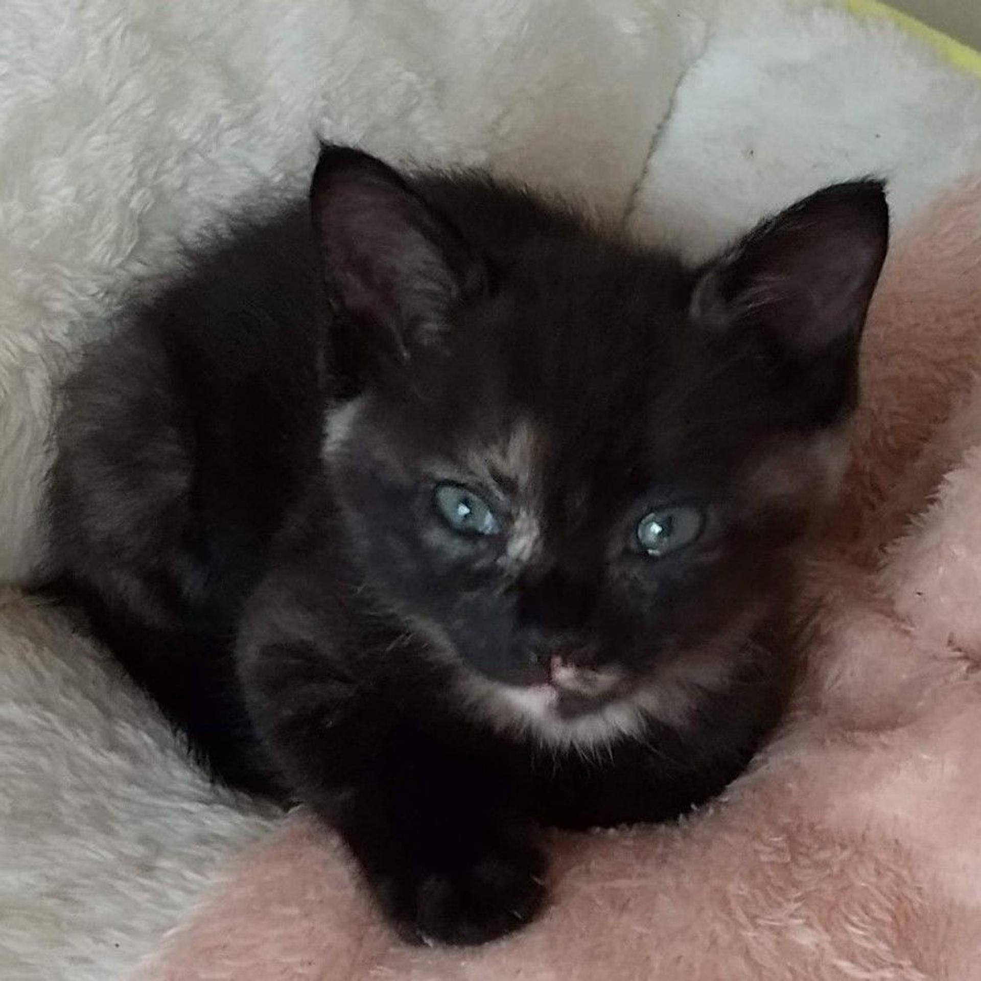 pet-image-4