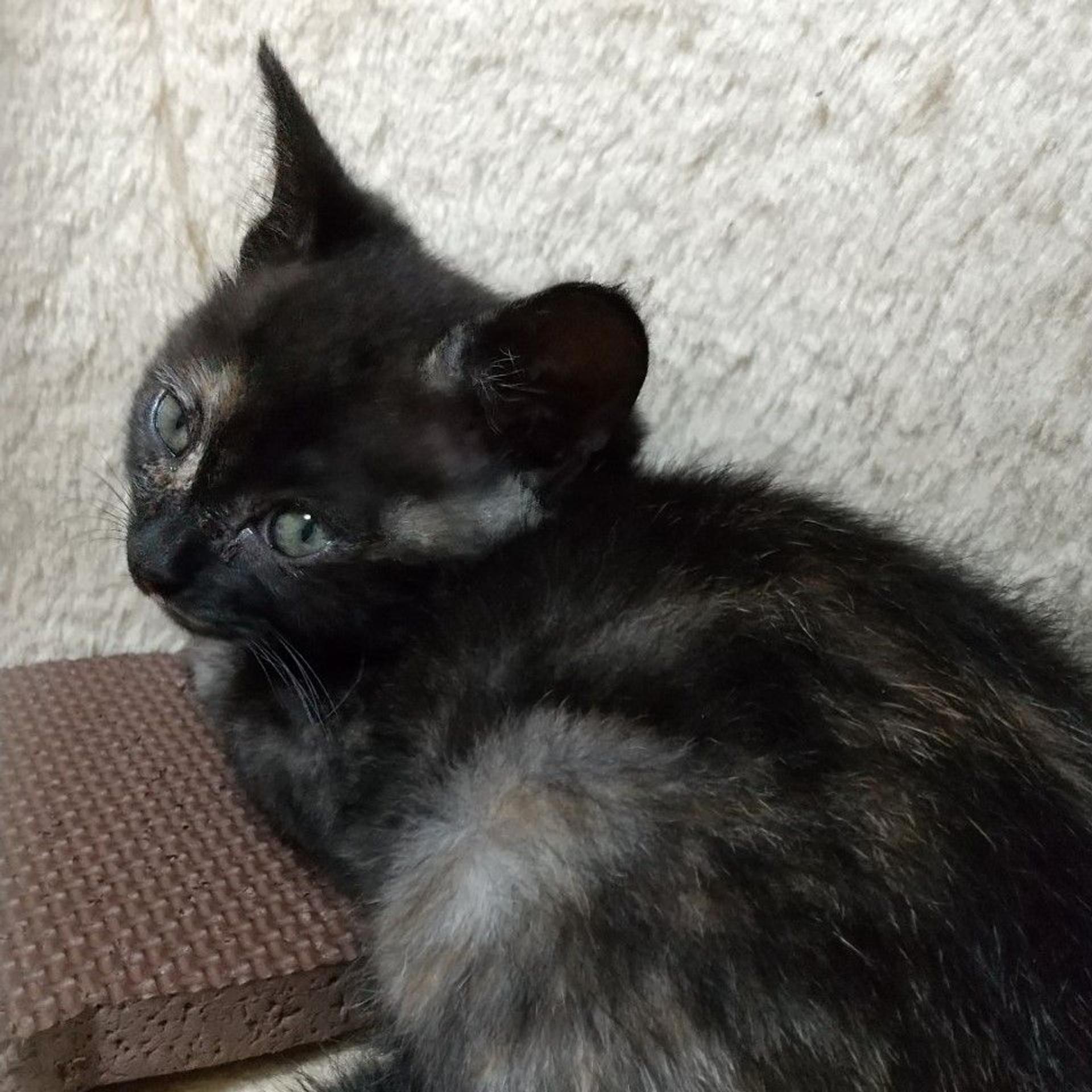 pet-image-5