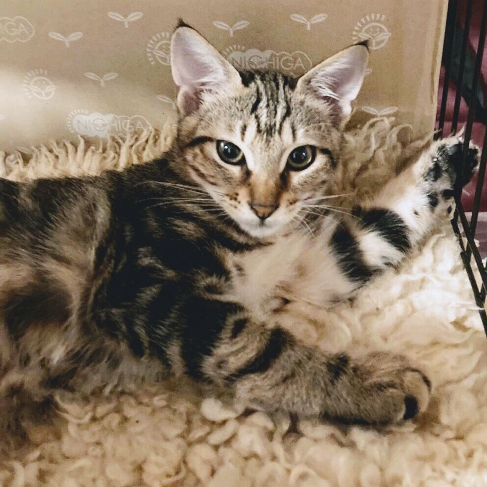 雑種（ミックス猫）・メスの里親募集の写真
