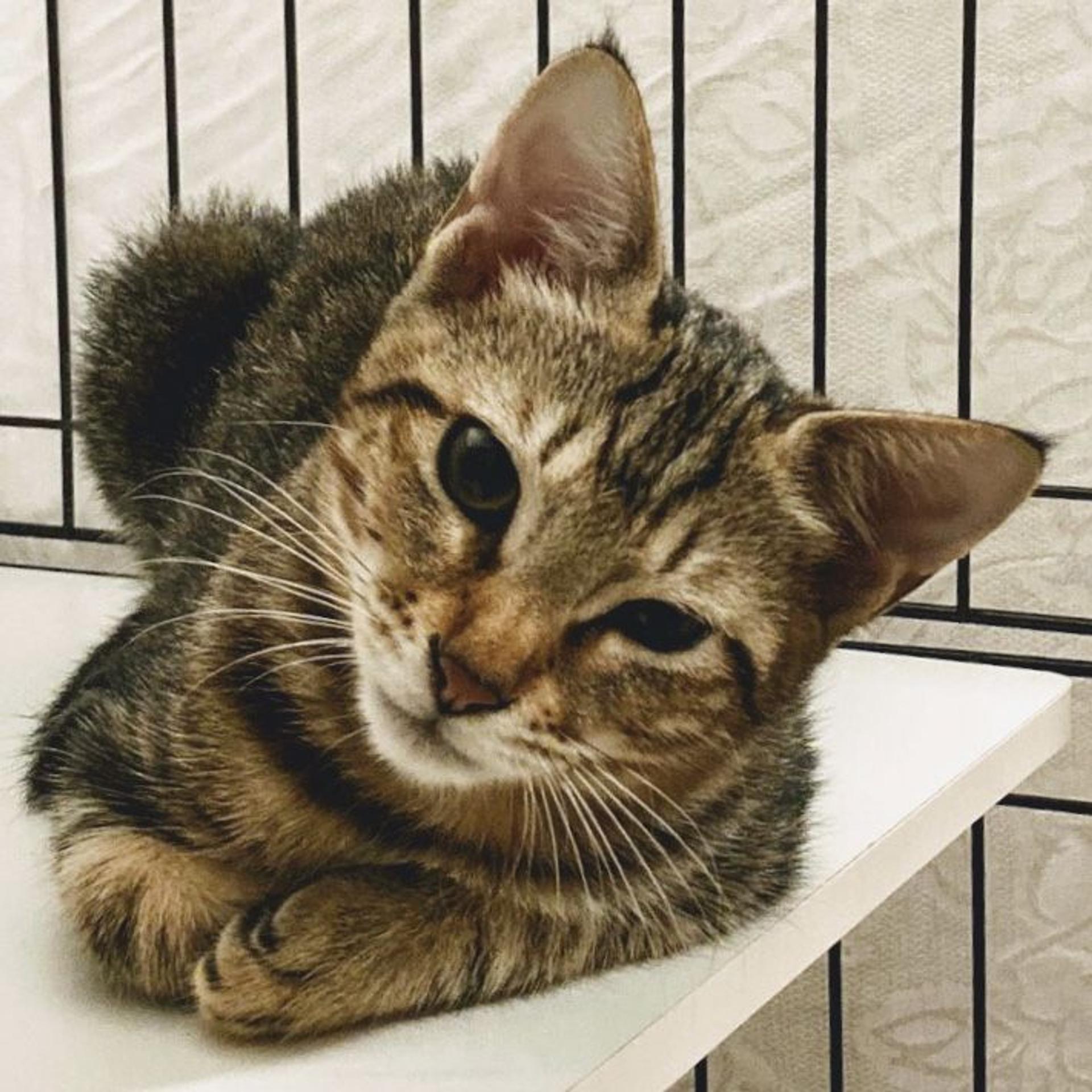 pet-image-3
