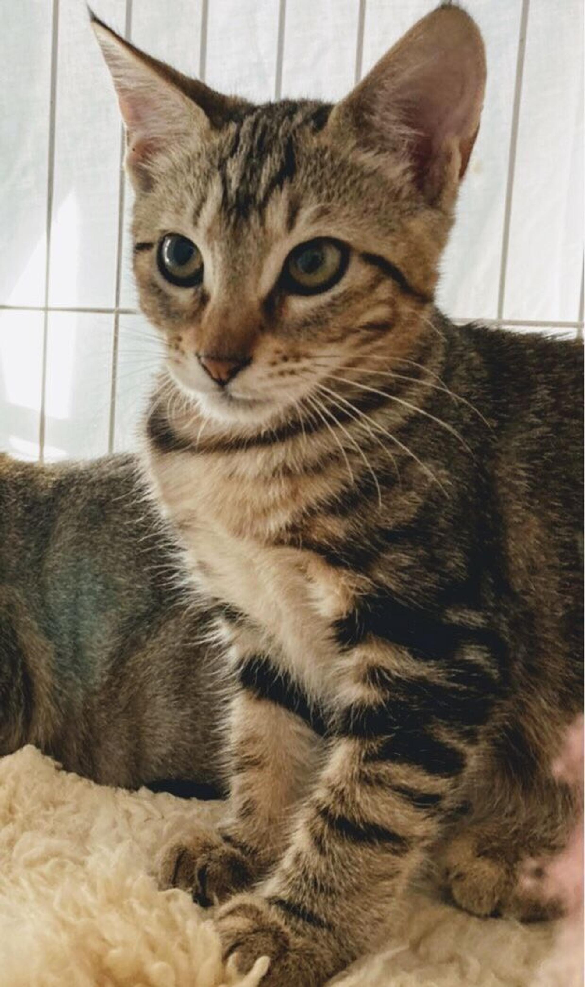 pet-image-5