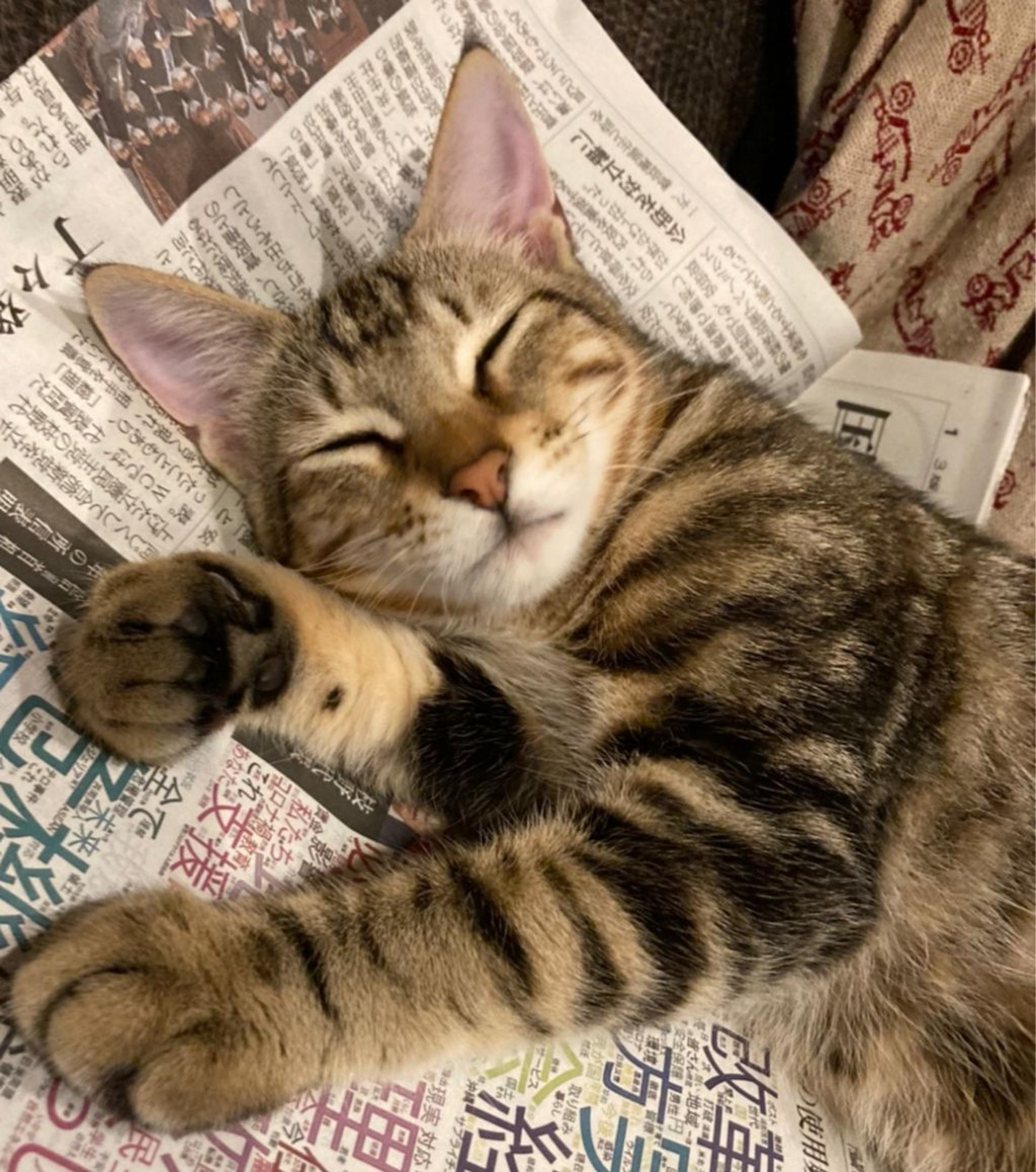 pet-image-2