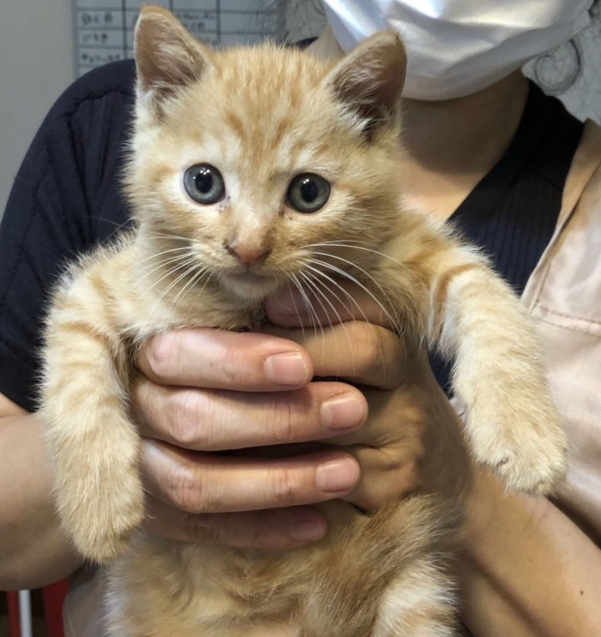 雑種（ミックス猫）・オスの里親募集の写真