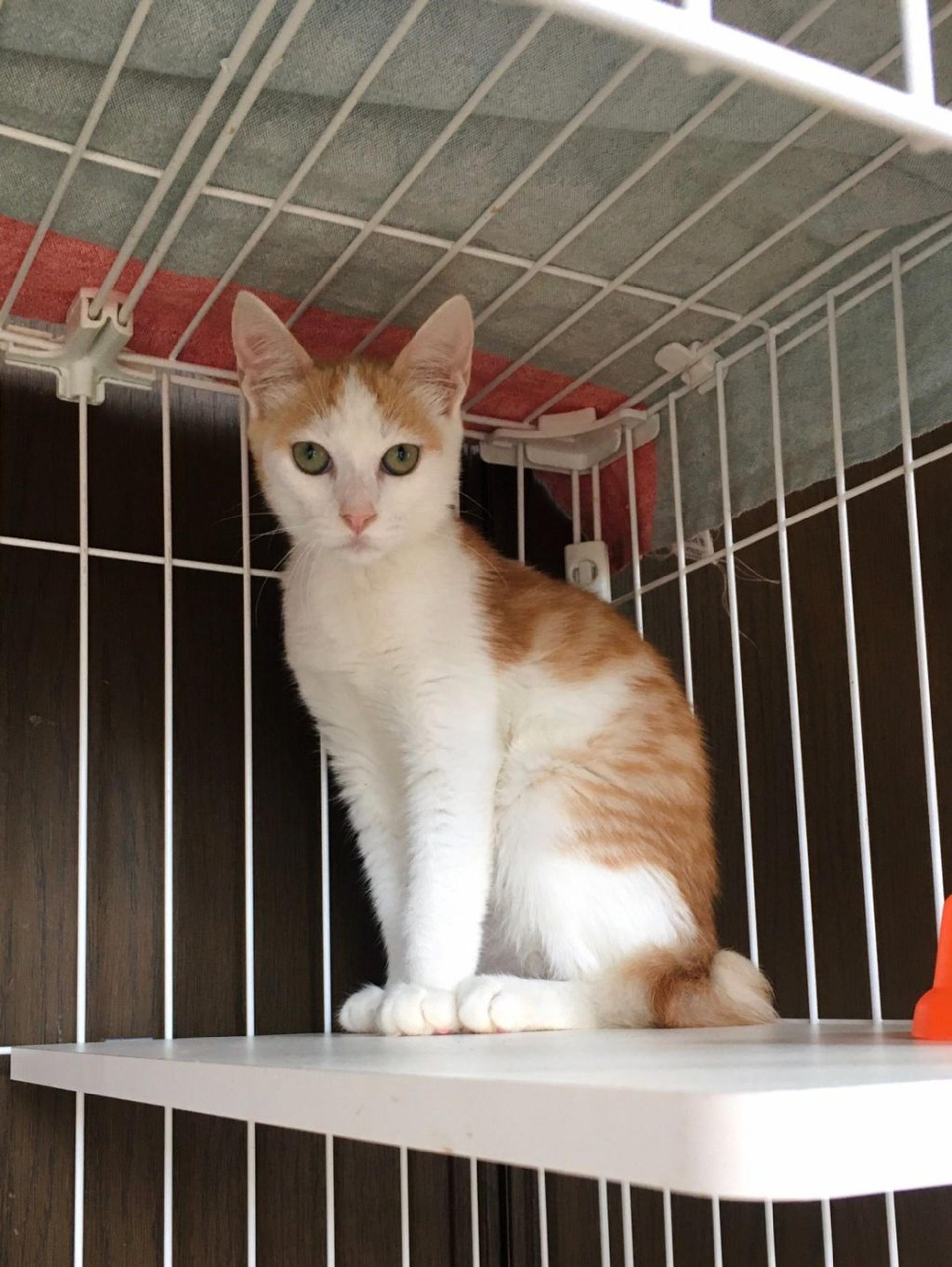 pet-image-5