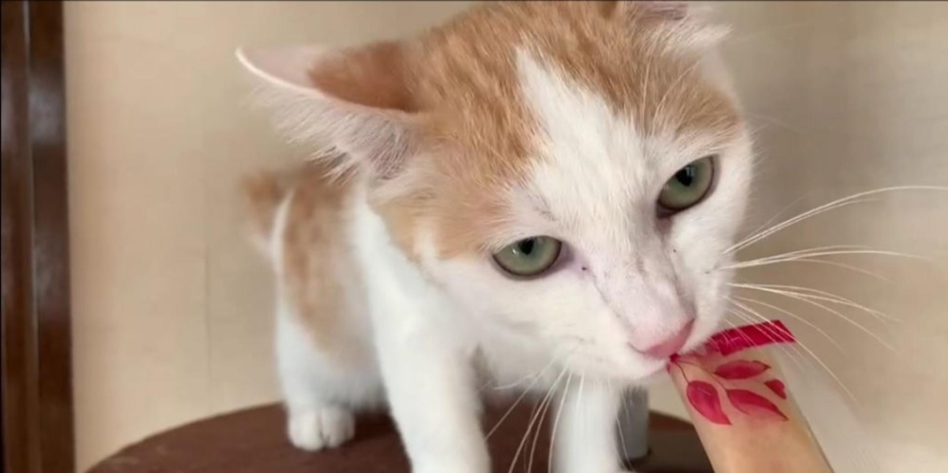 pet-image-2