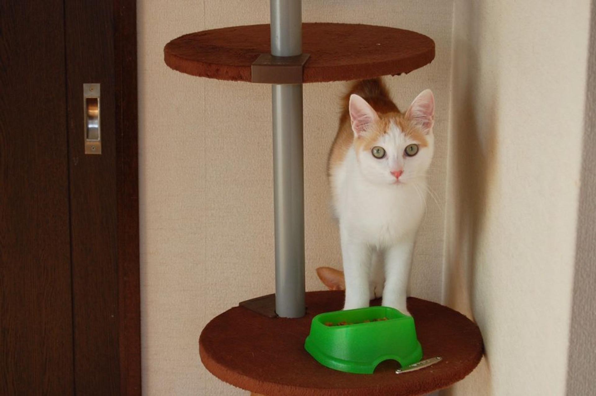 pet-image-3
