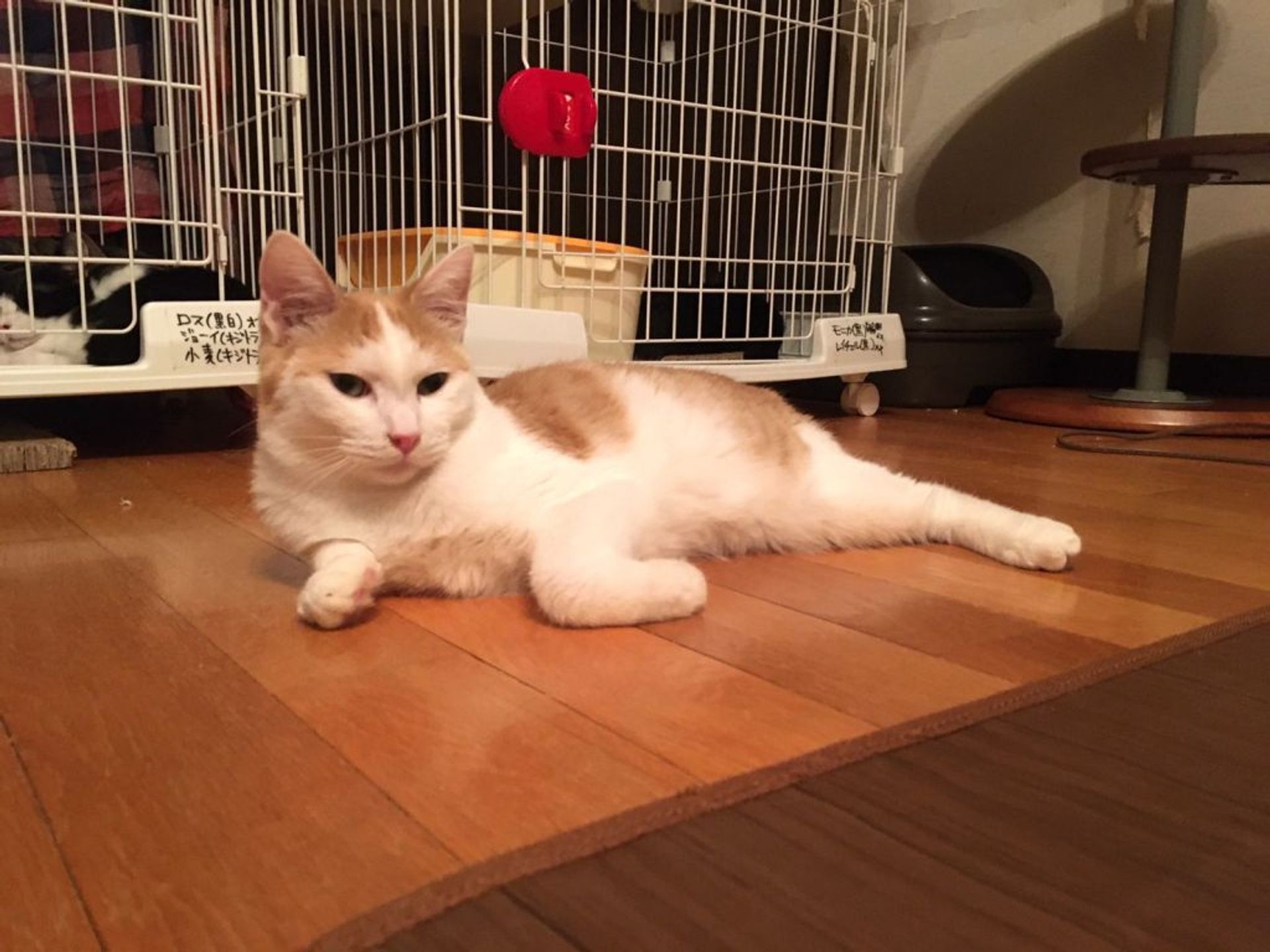 雑種（ミックス猫）・オスの里親募集の写真