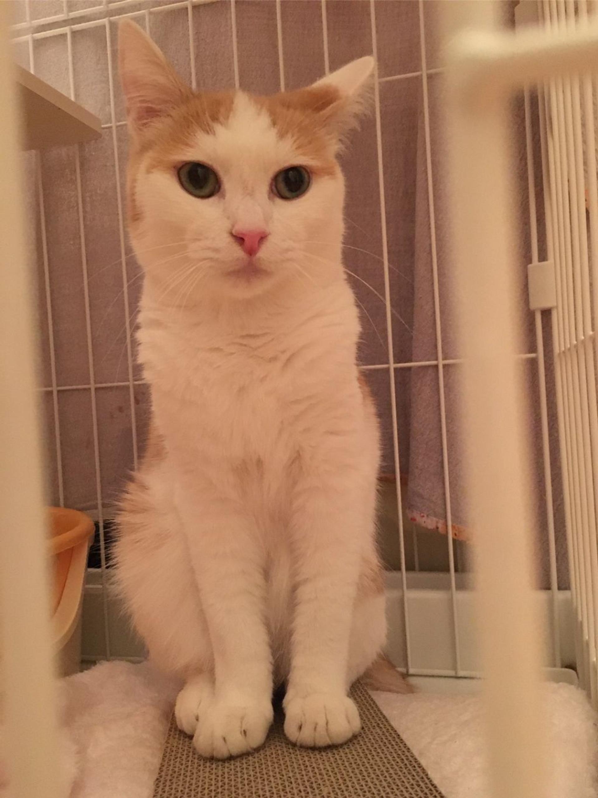 pet-image-4