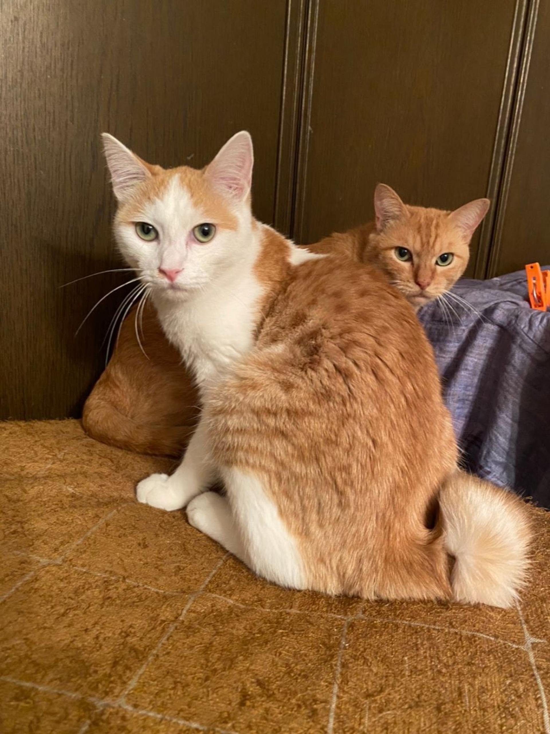 pet-image-6