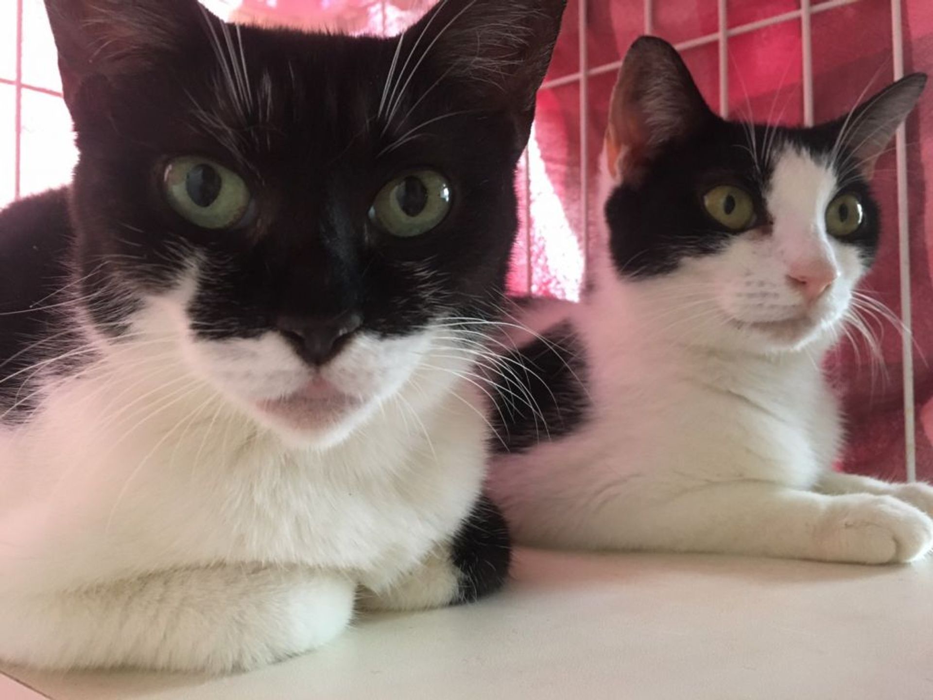 雑種（ミックス猫）・メスの里親募集の写真
