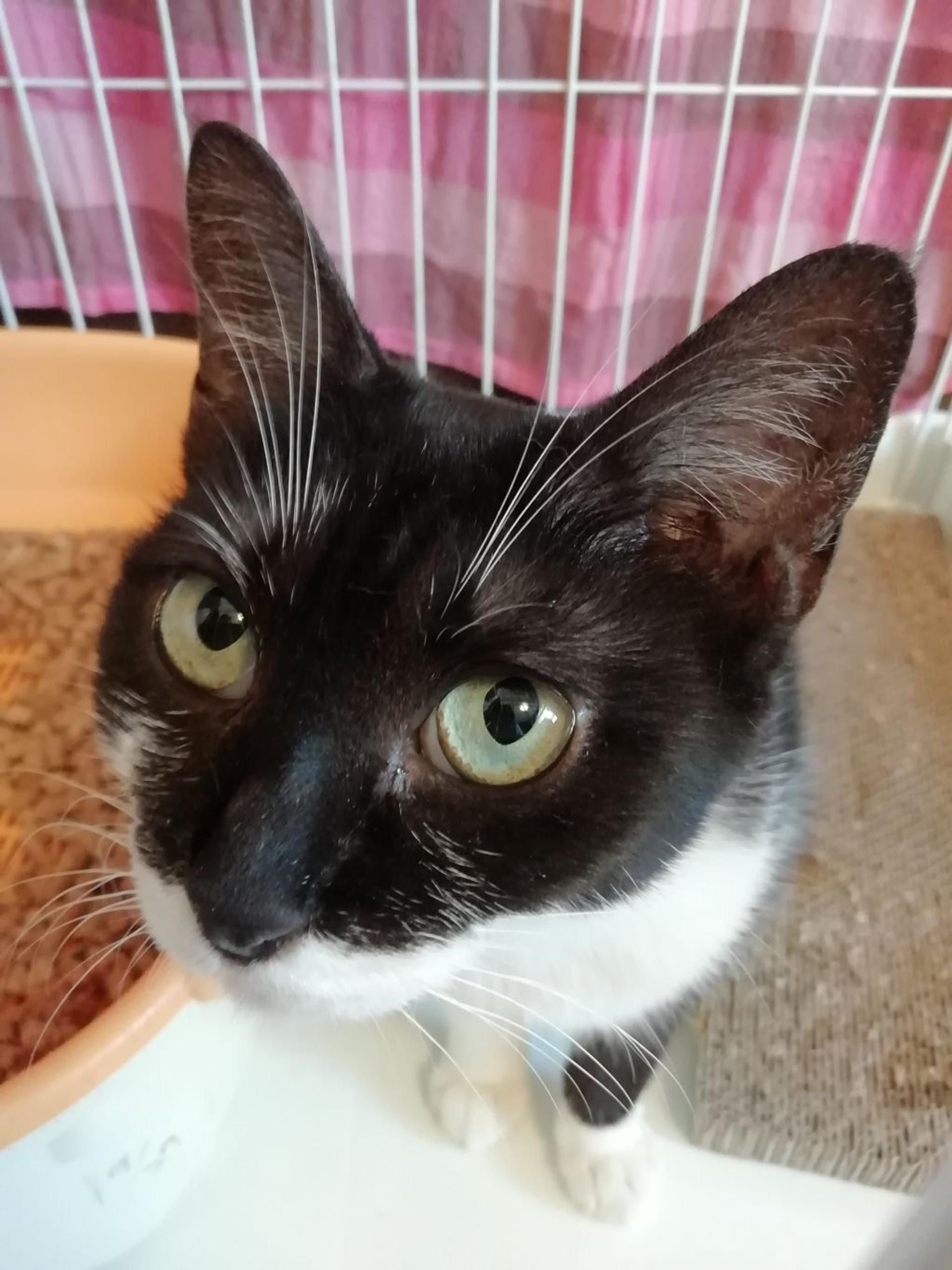 pet-image-8