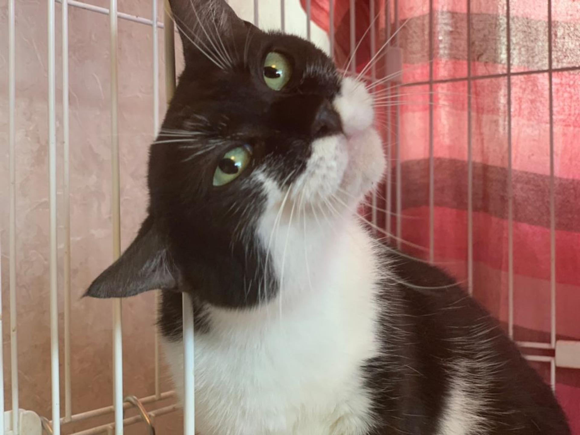 pet-image-2