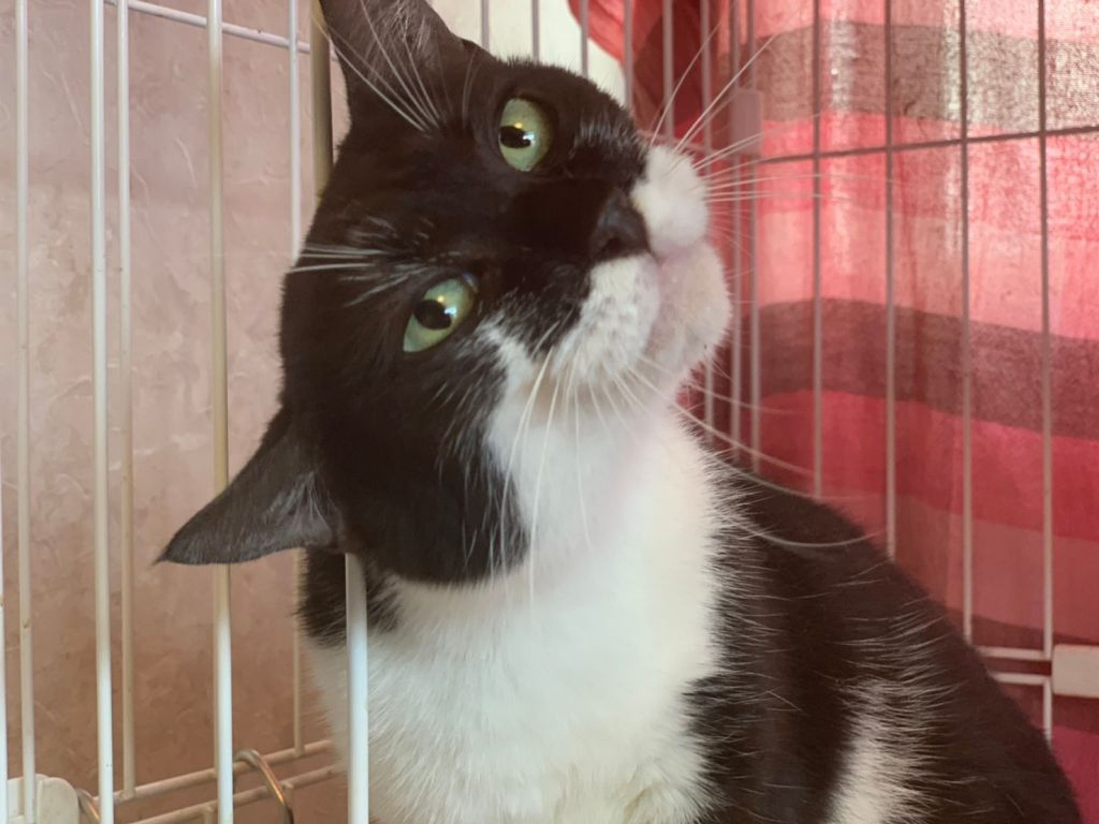 pet-image-2