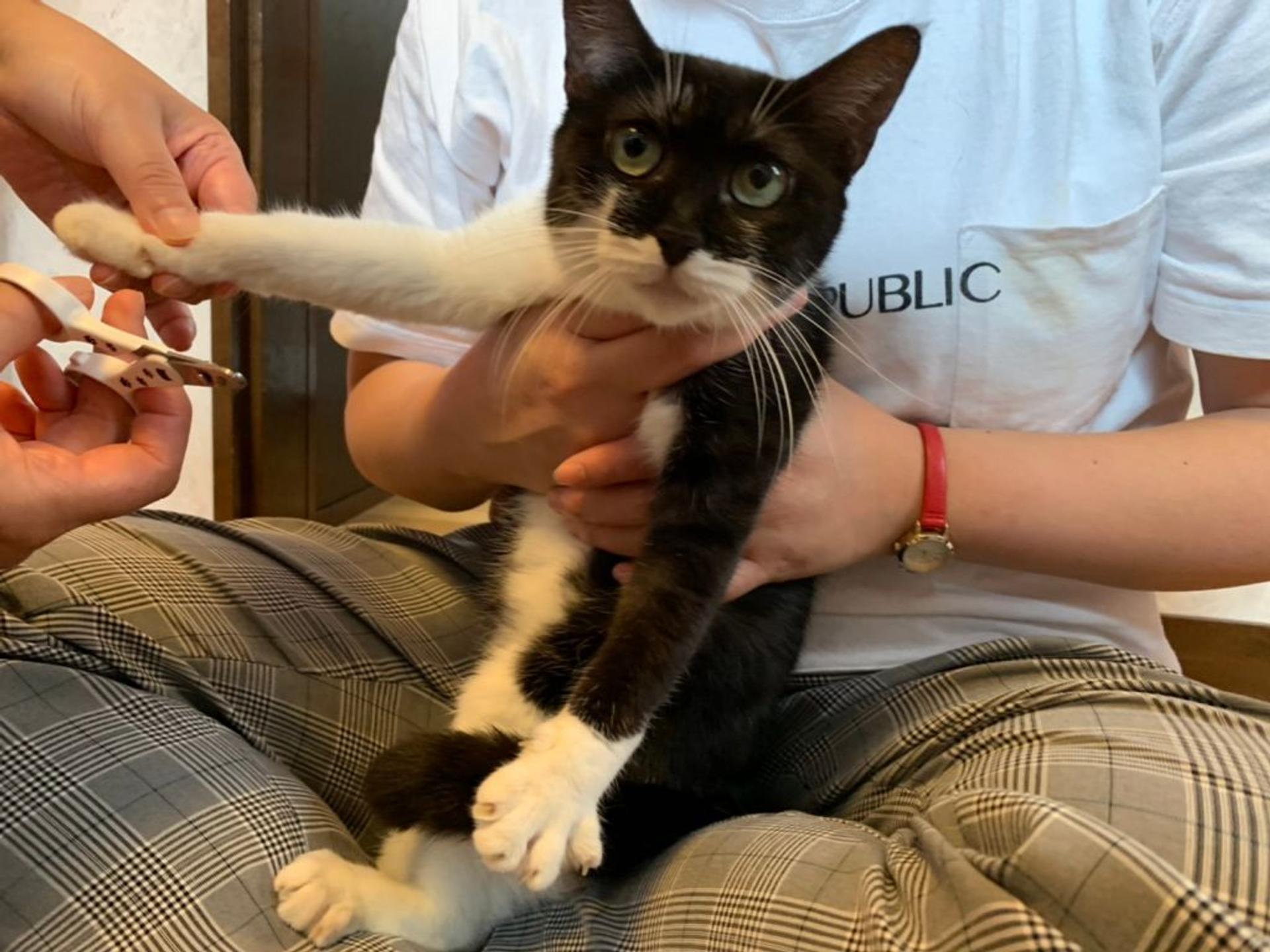 pet-image-3