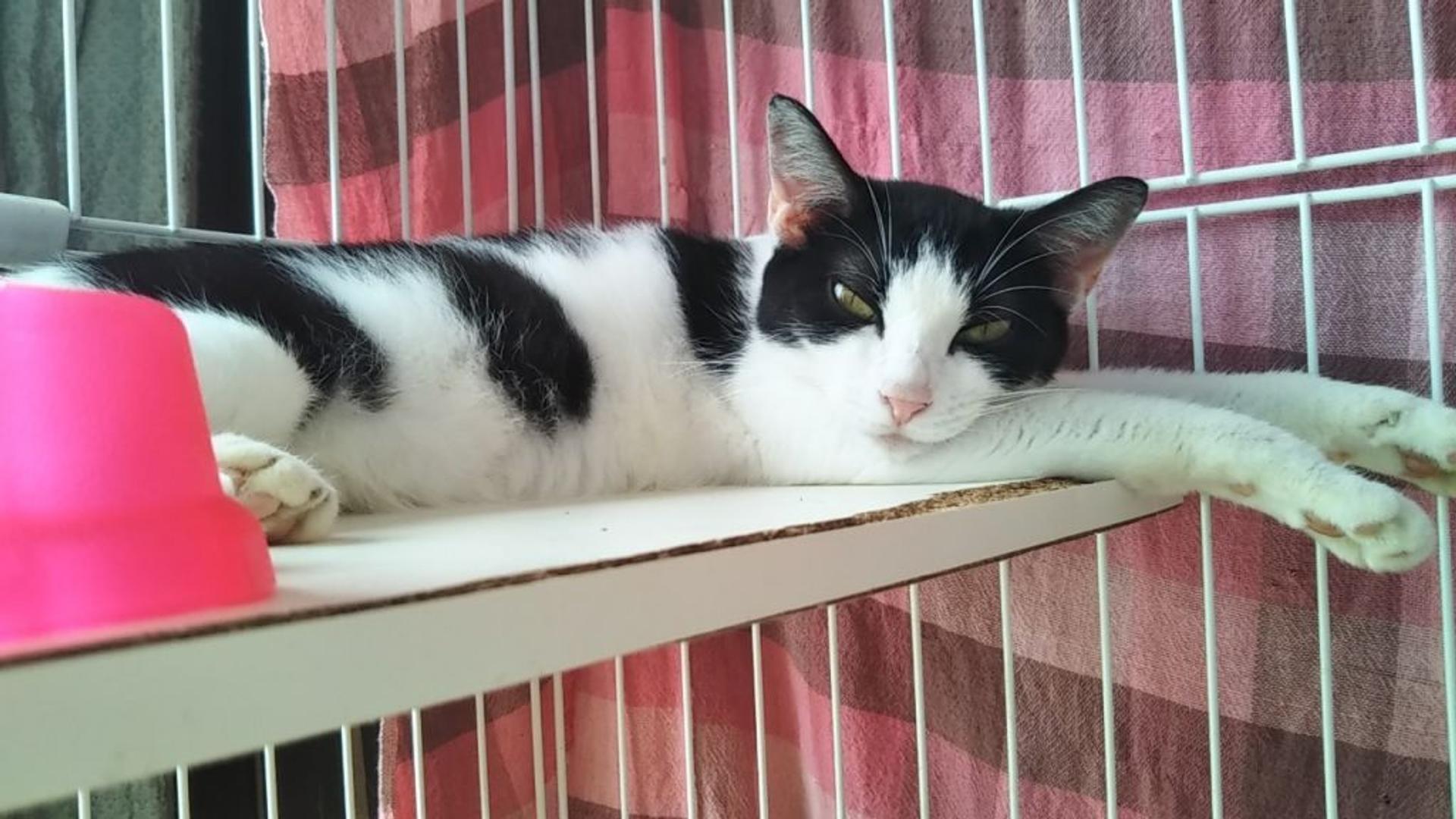 pet-image-5