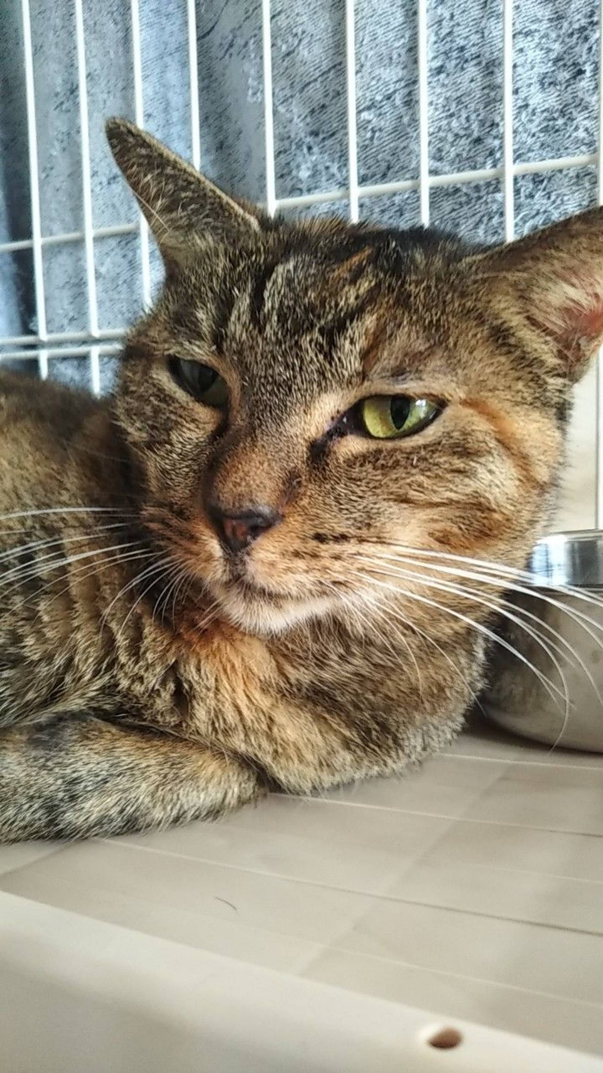 雑種（ミックス猫）・メスの里親募集の写真