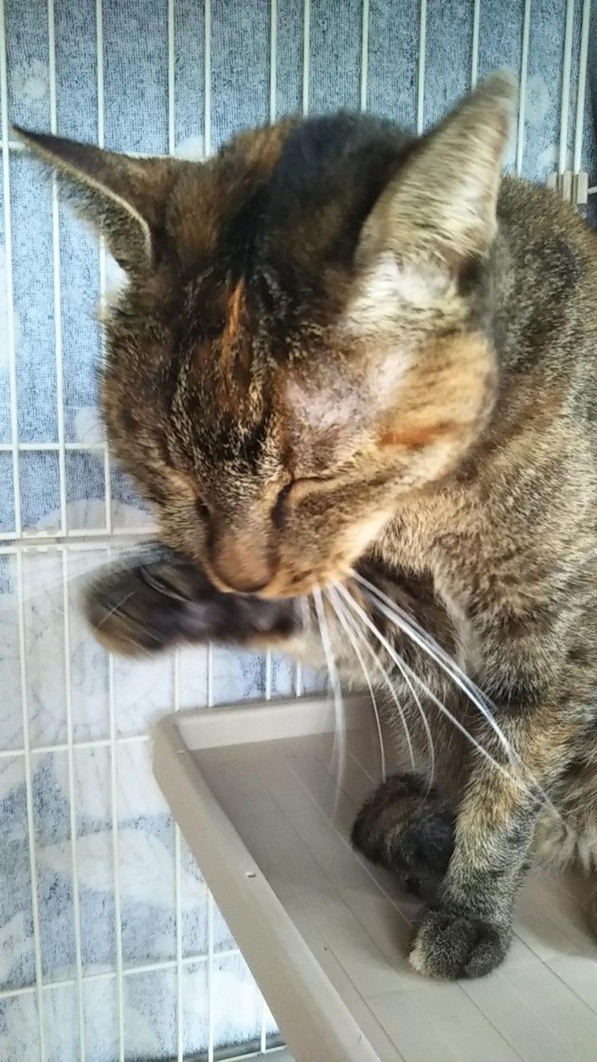 pet-image-3