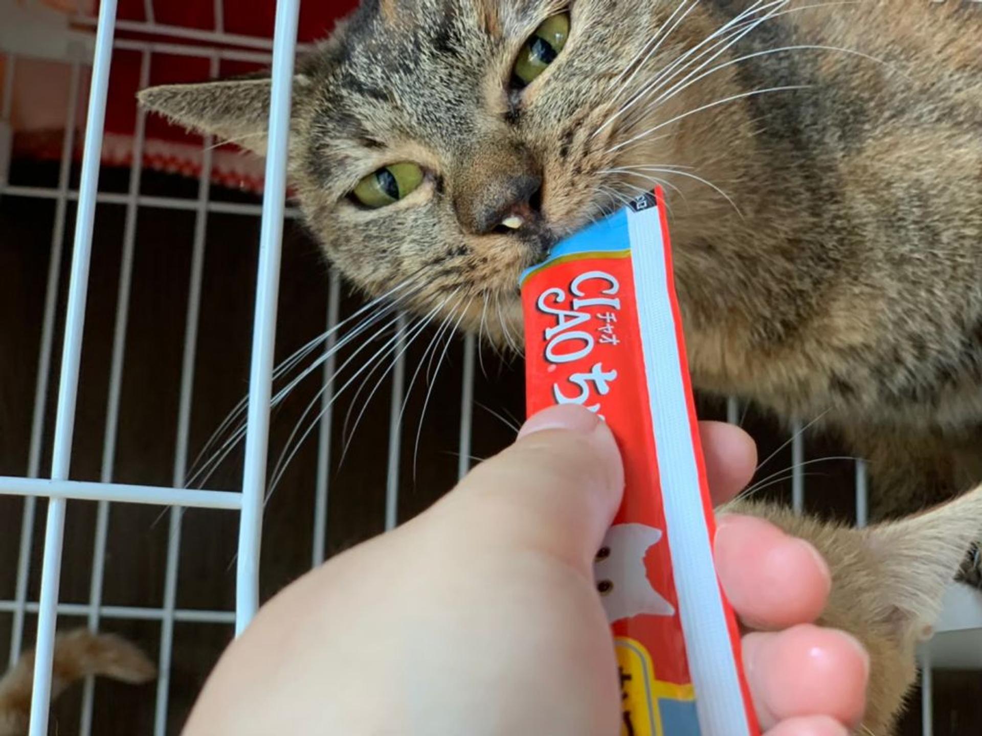 pet-image-7