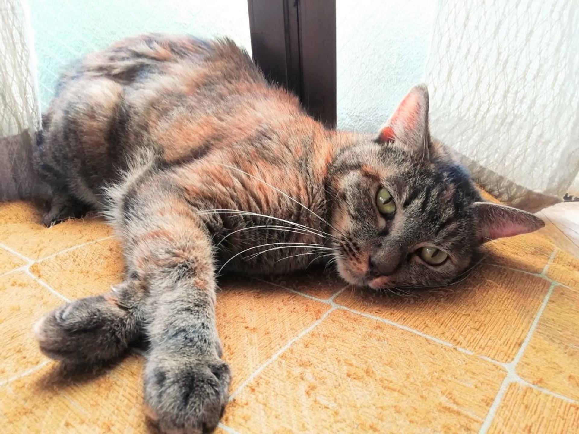 pet-image-2