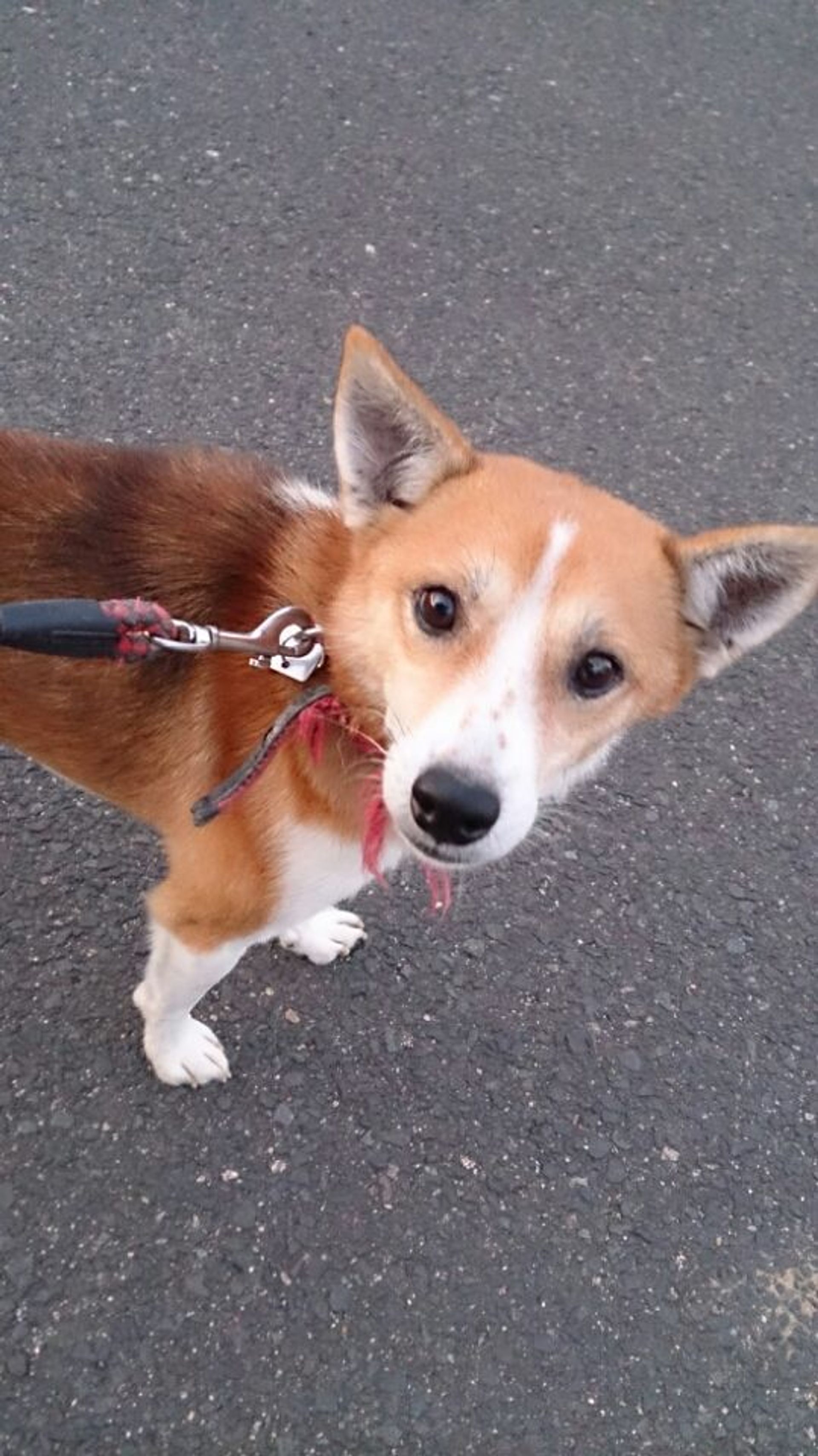 雑種（ミックス犬）・オスの里親募集の写真