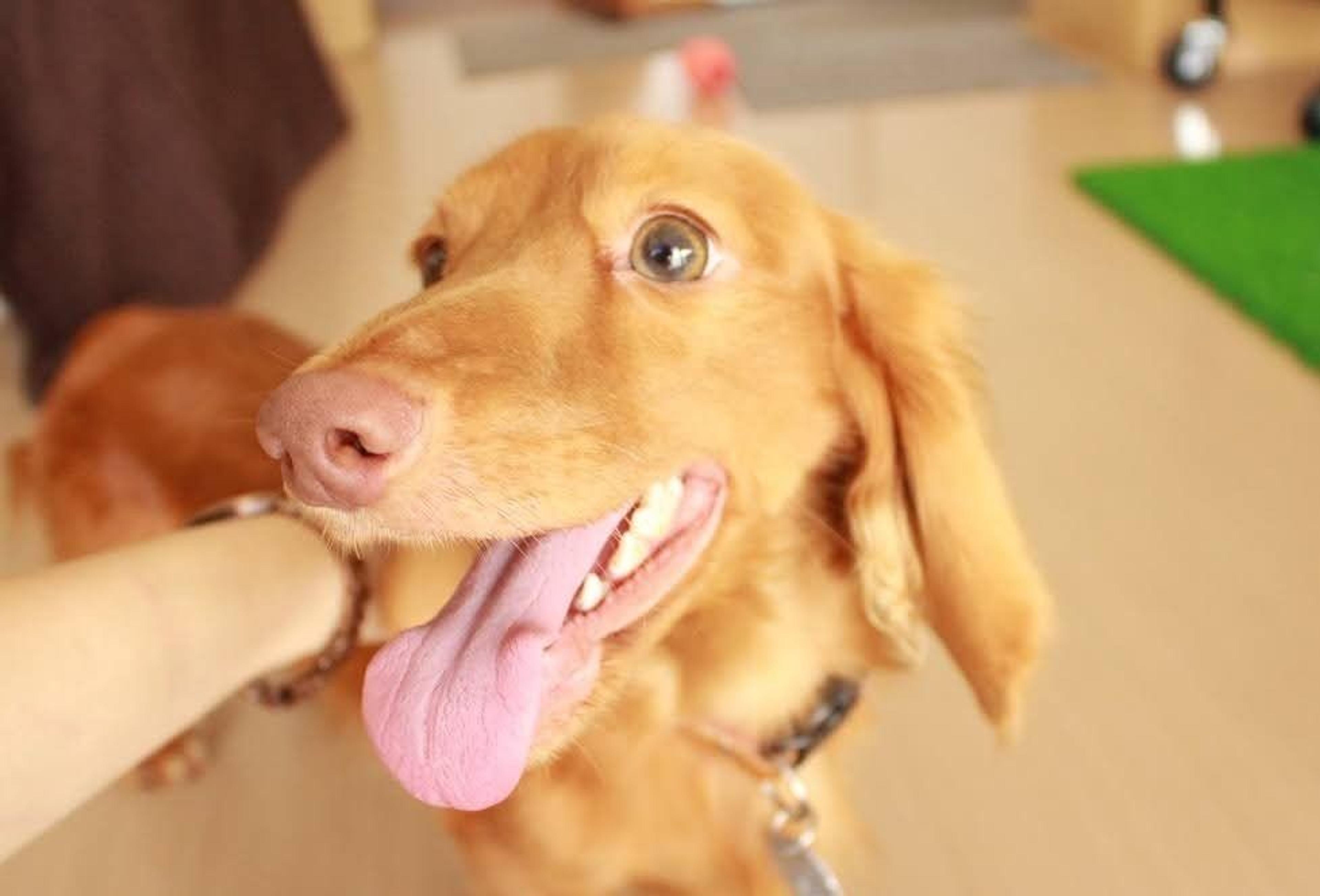 pet-image-4