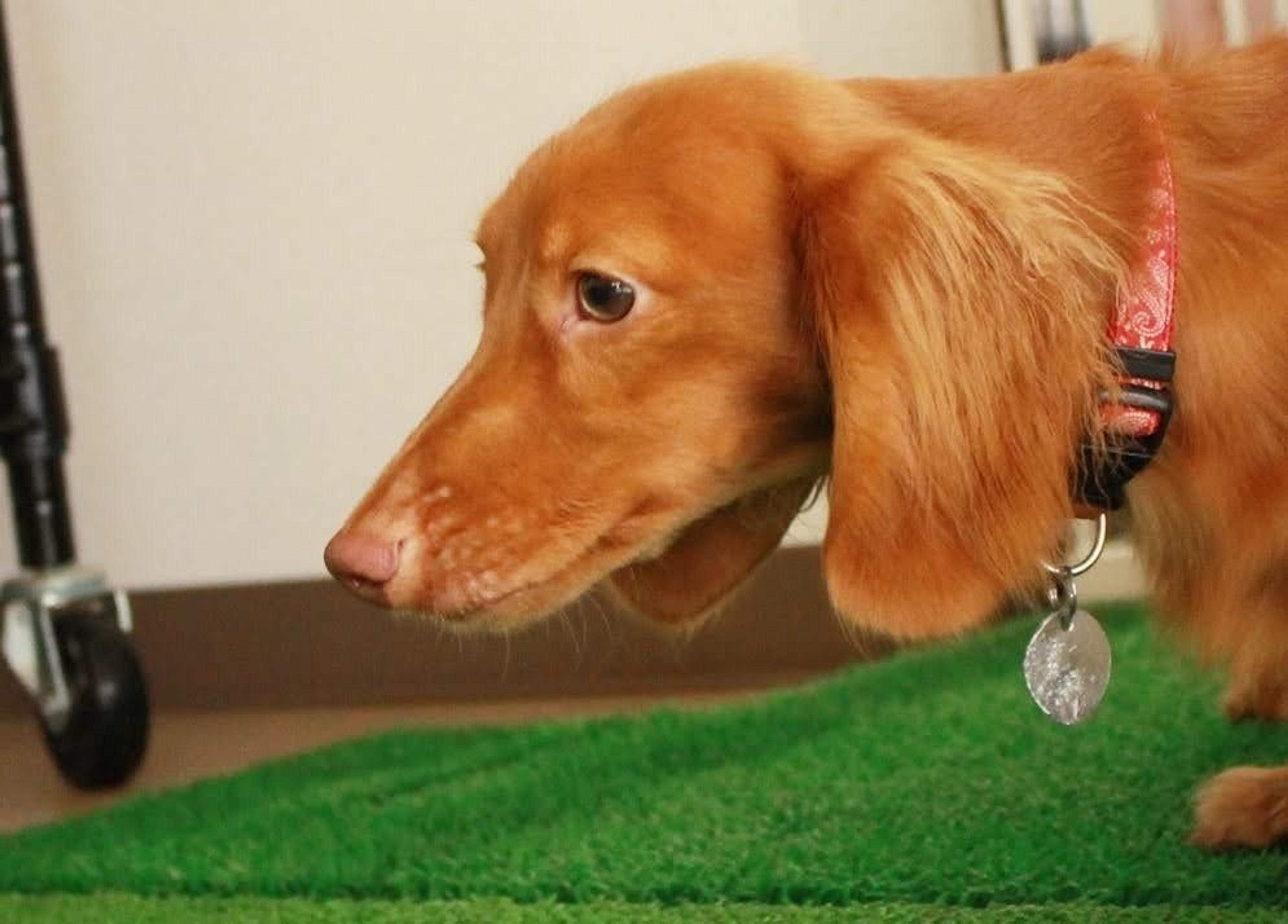 pet-image-5
