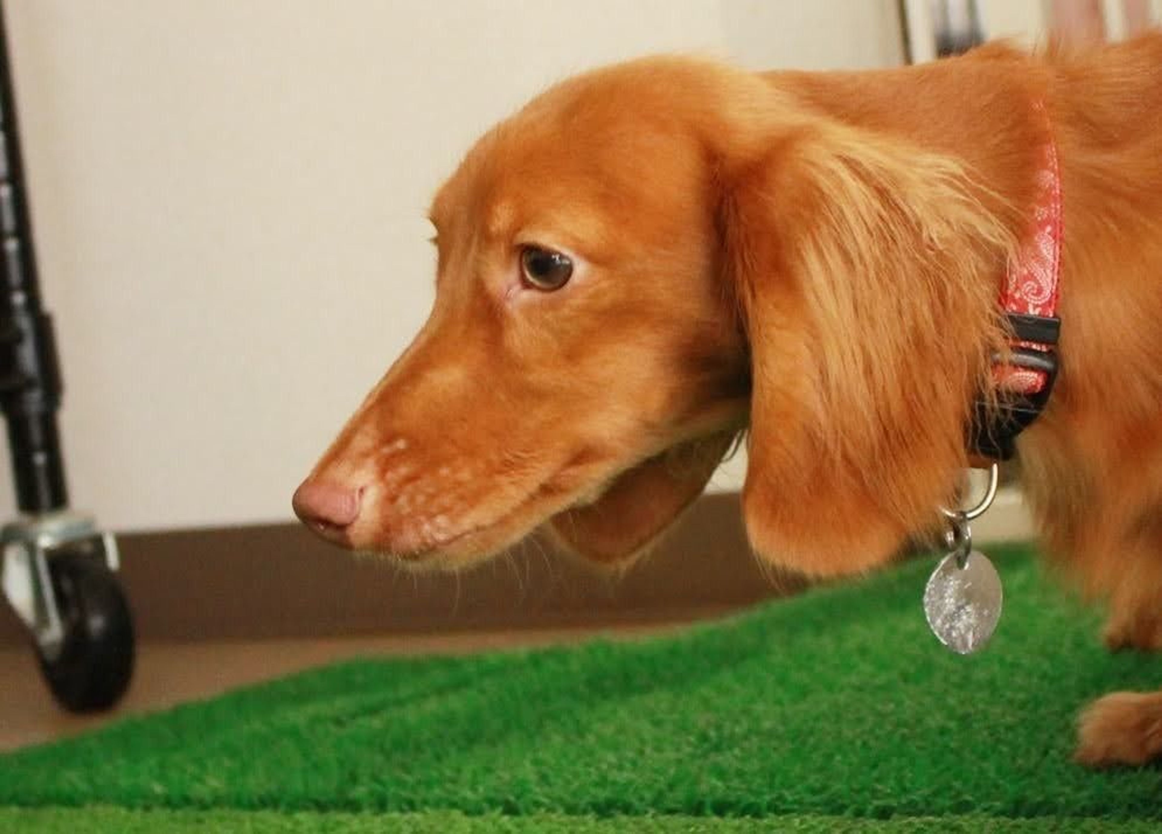 pet-image-5