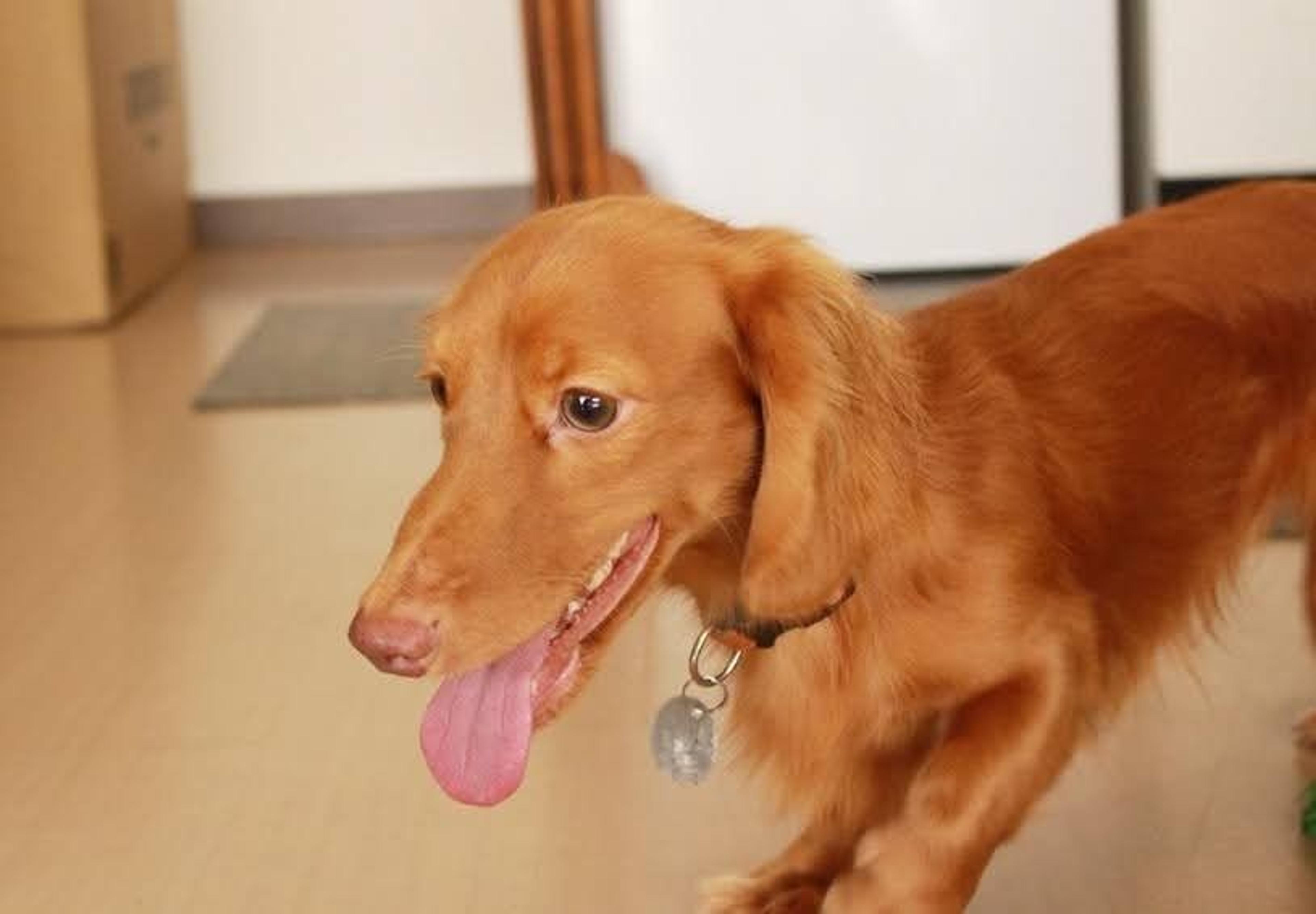 pet-image-6