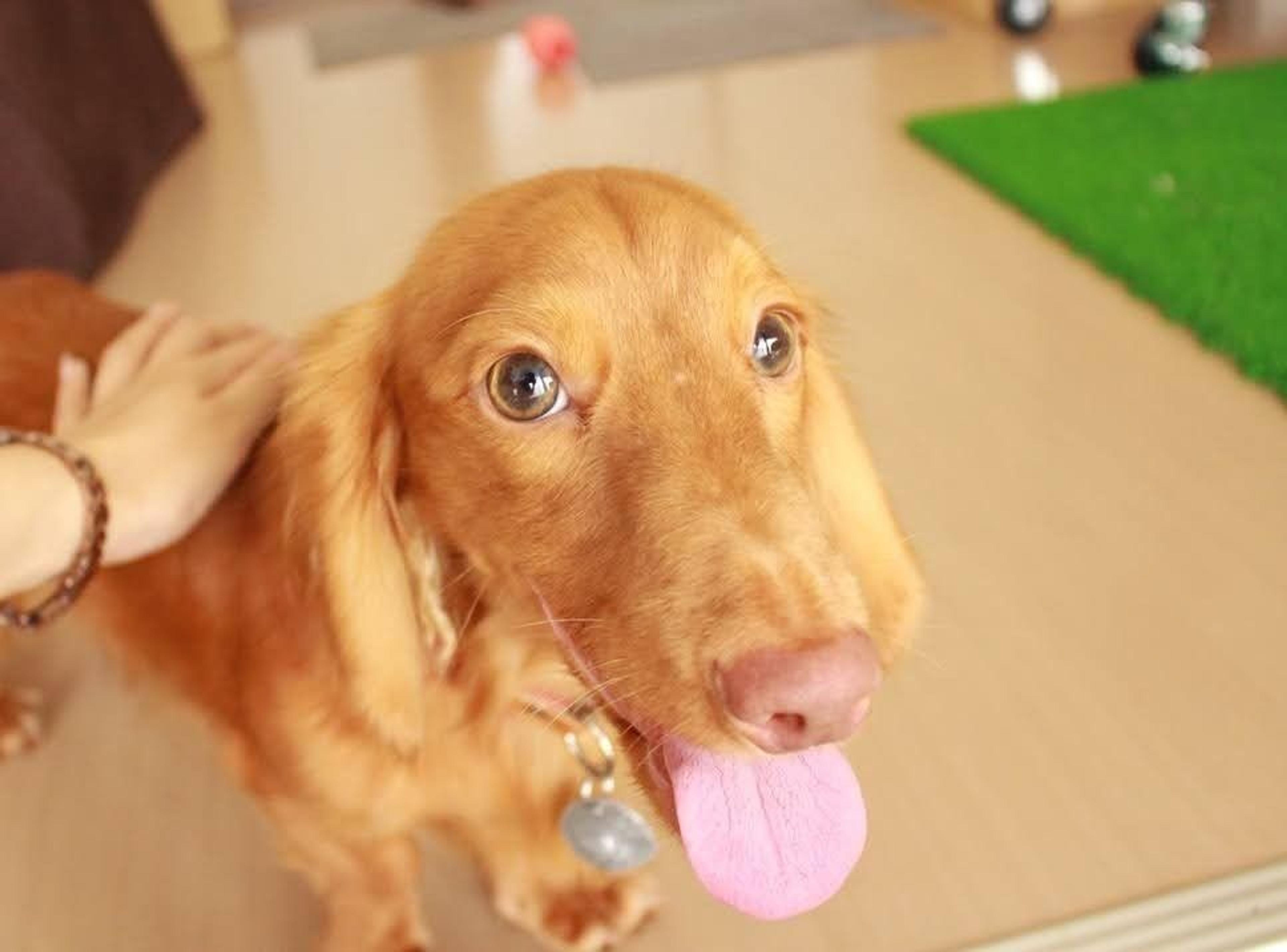 pet-image-7