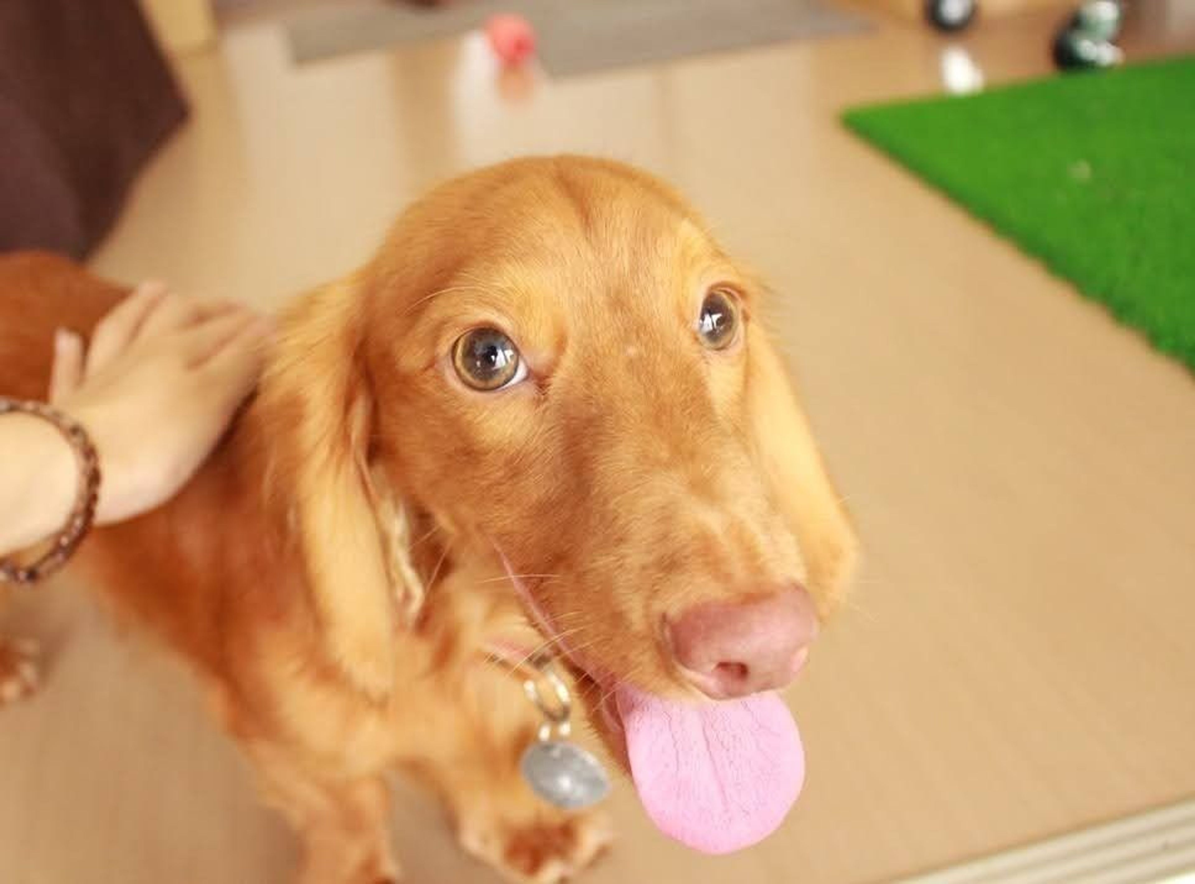 pet-image-7
