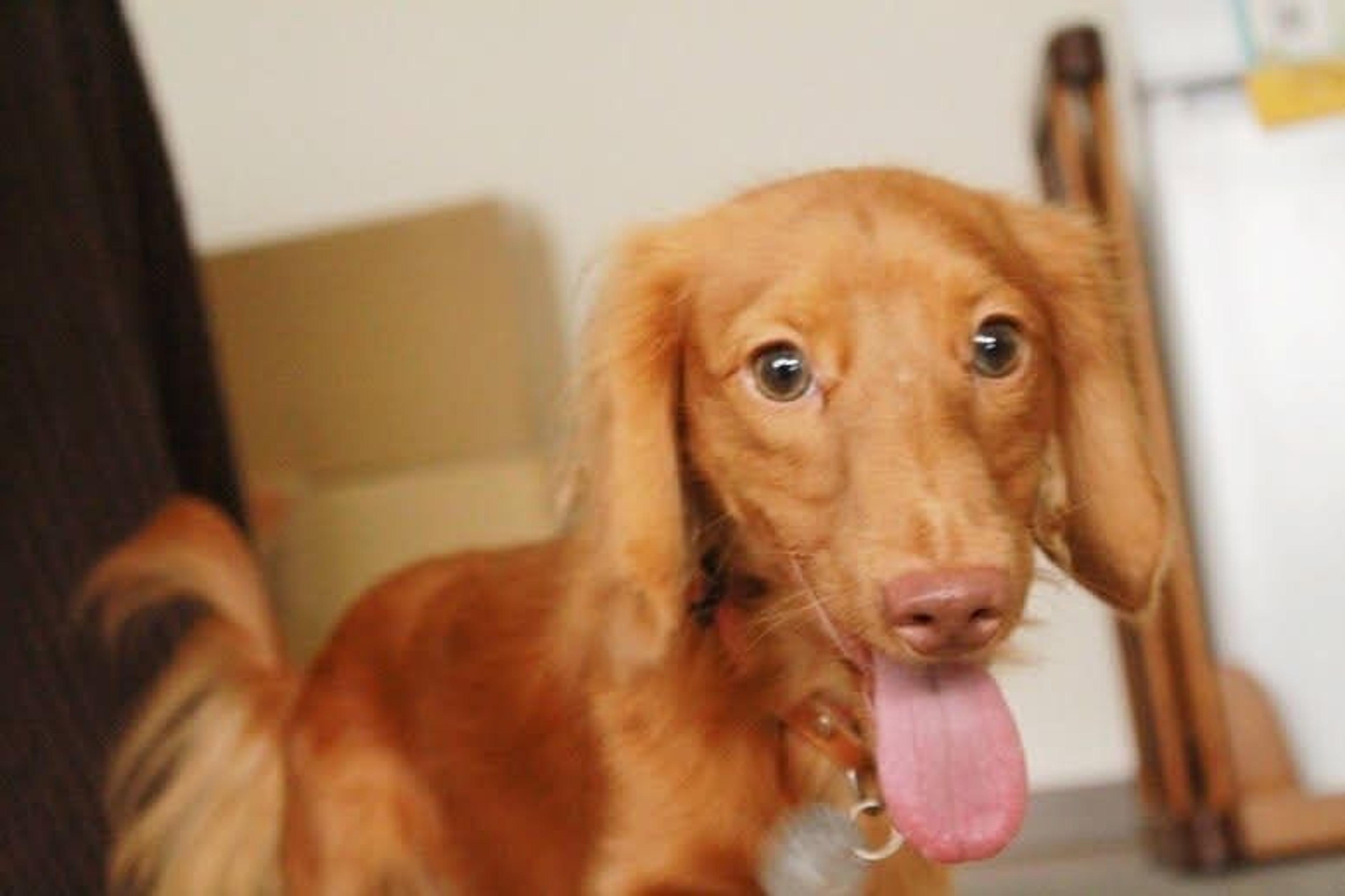 pet-image-8