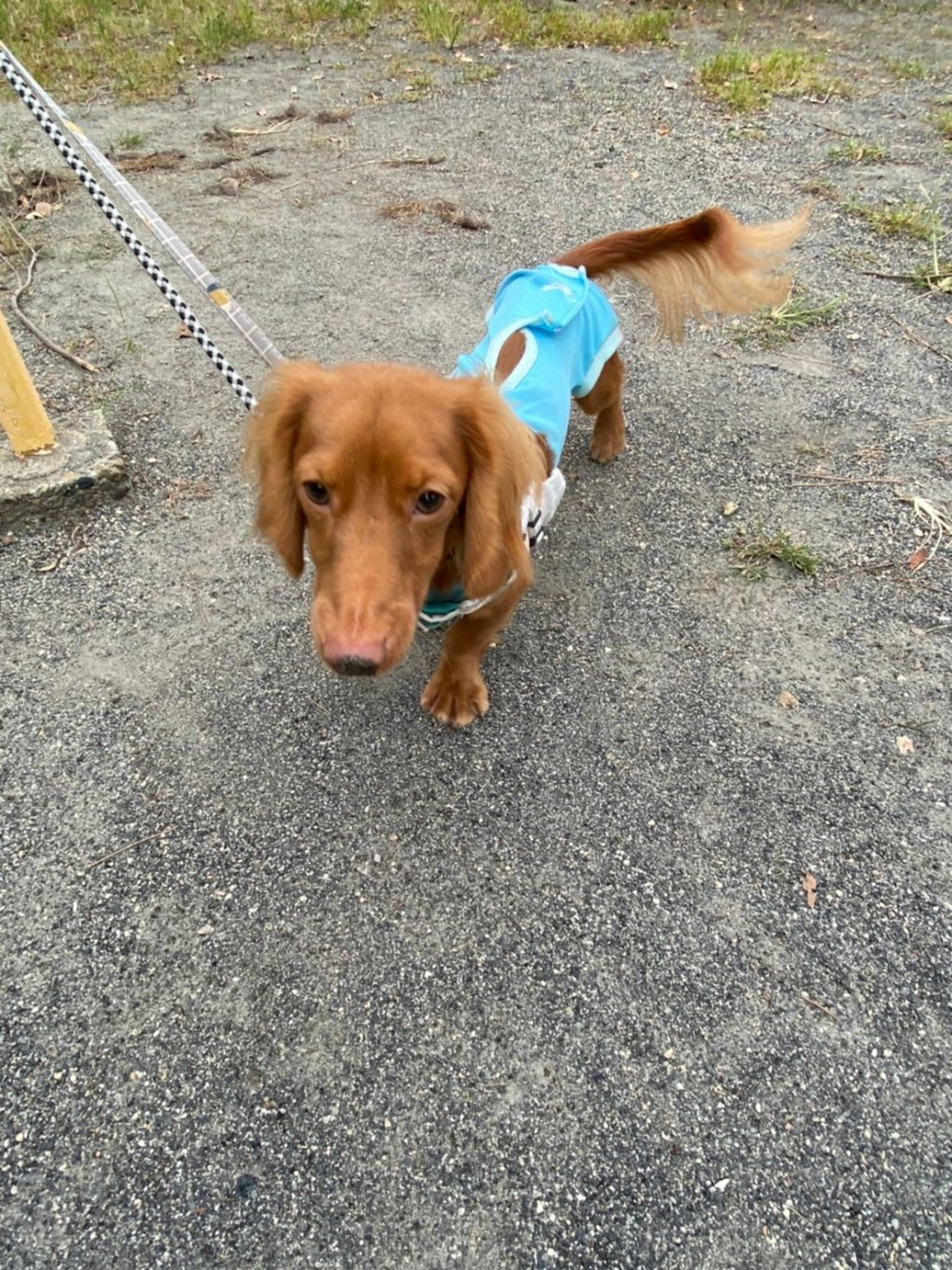pet-image-9