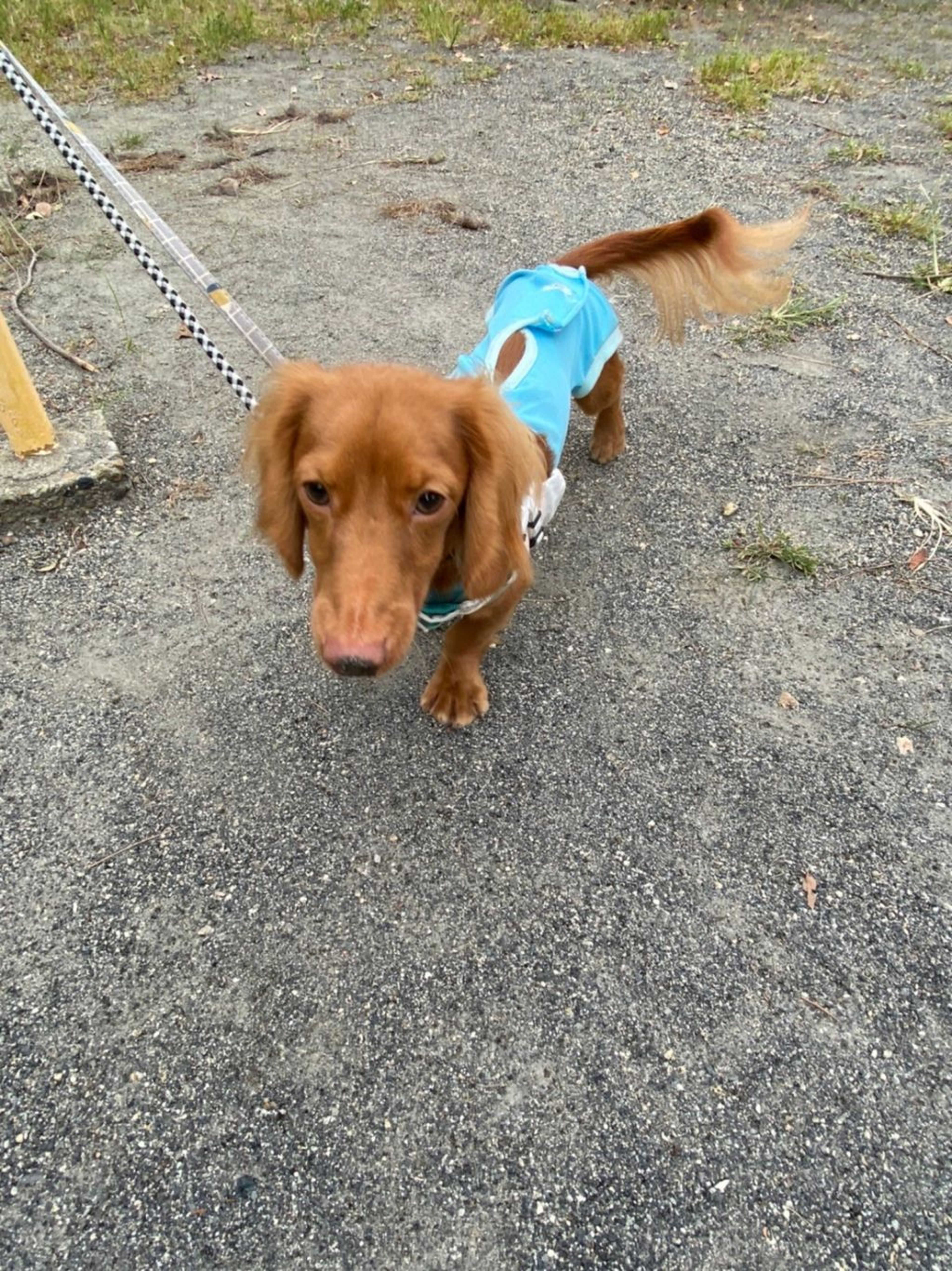 pet-image-9