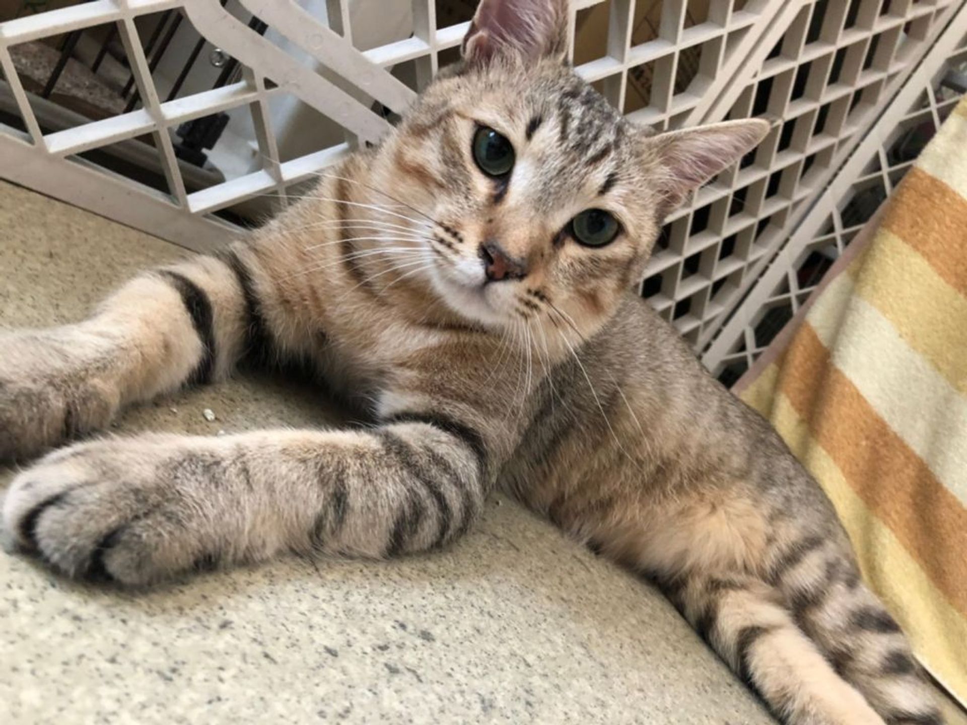 雑種（ミックス猫）・オスの里親募集の写真