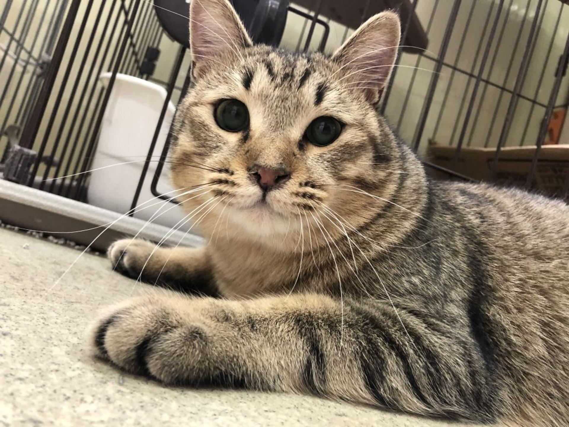 pet-image-4