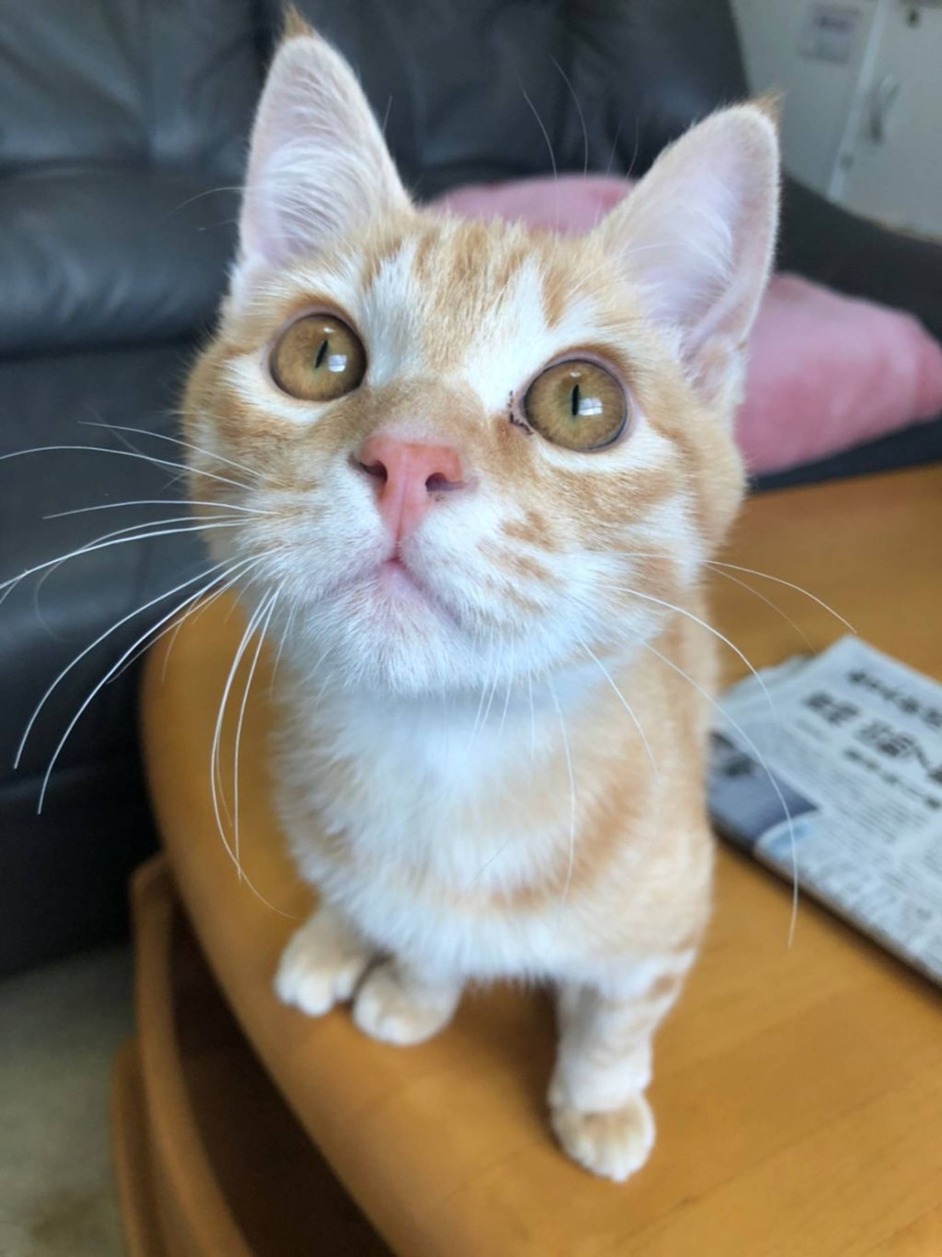 雑種（ミックス猫）・オスの里親募集の写真
