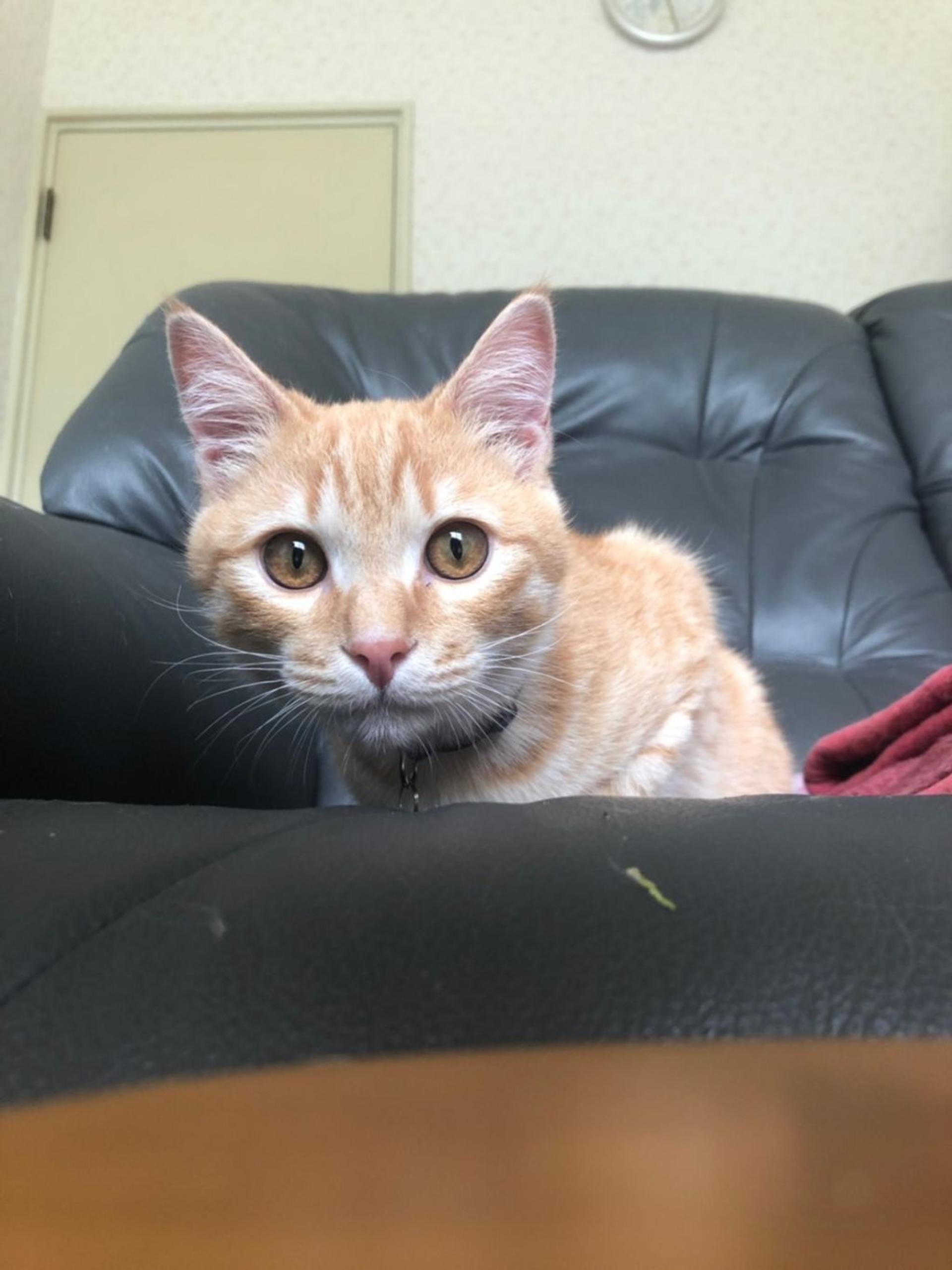 pet-image-2