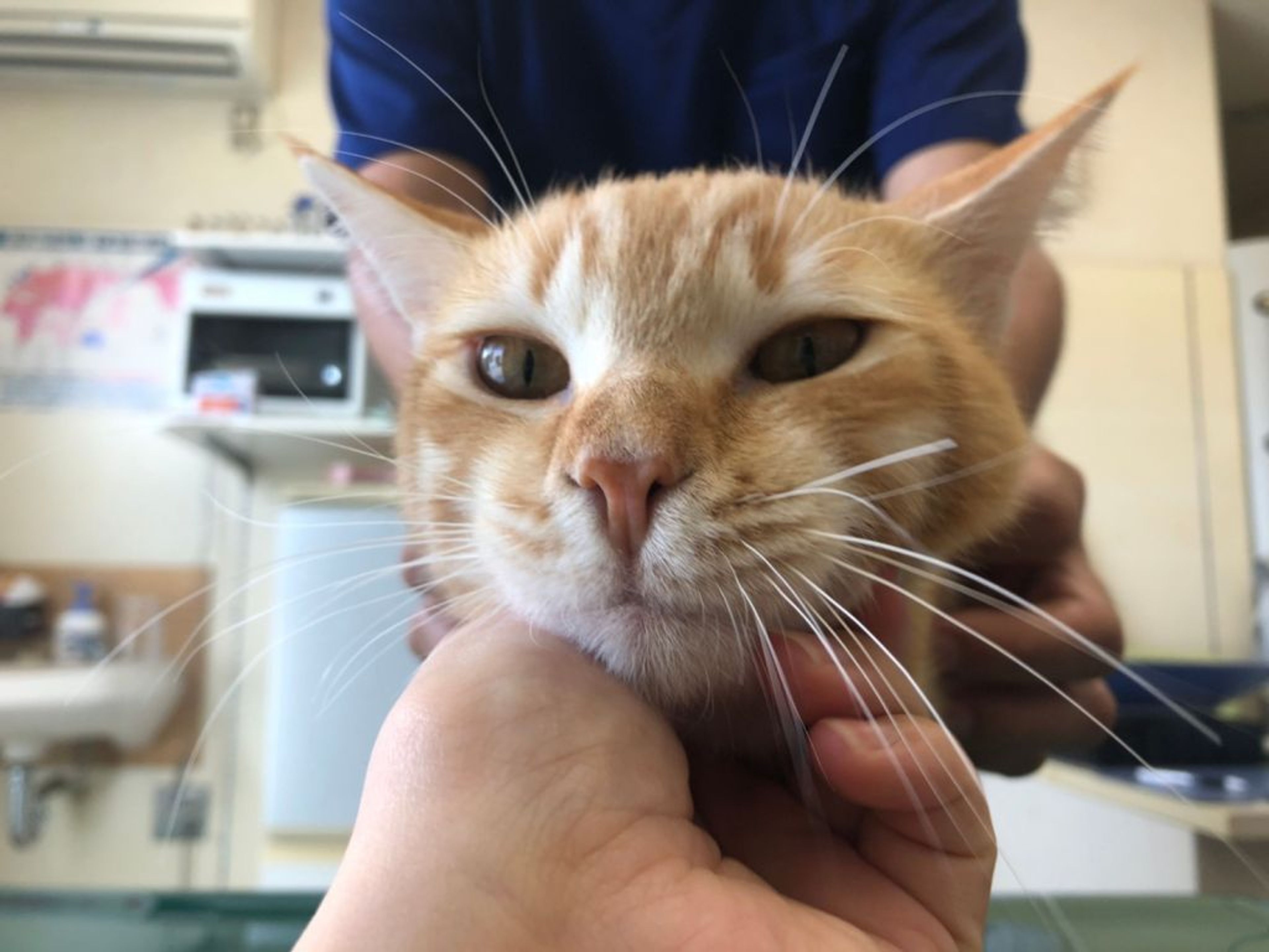pet-image-4